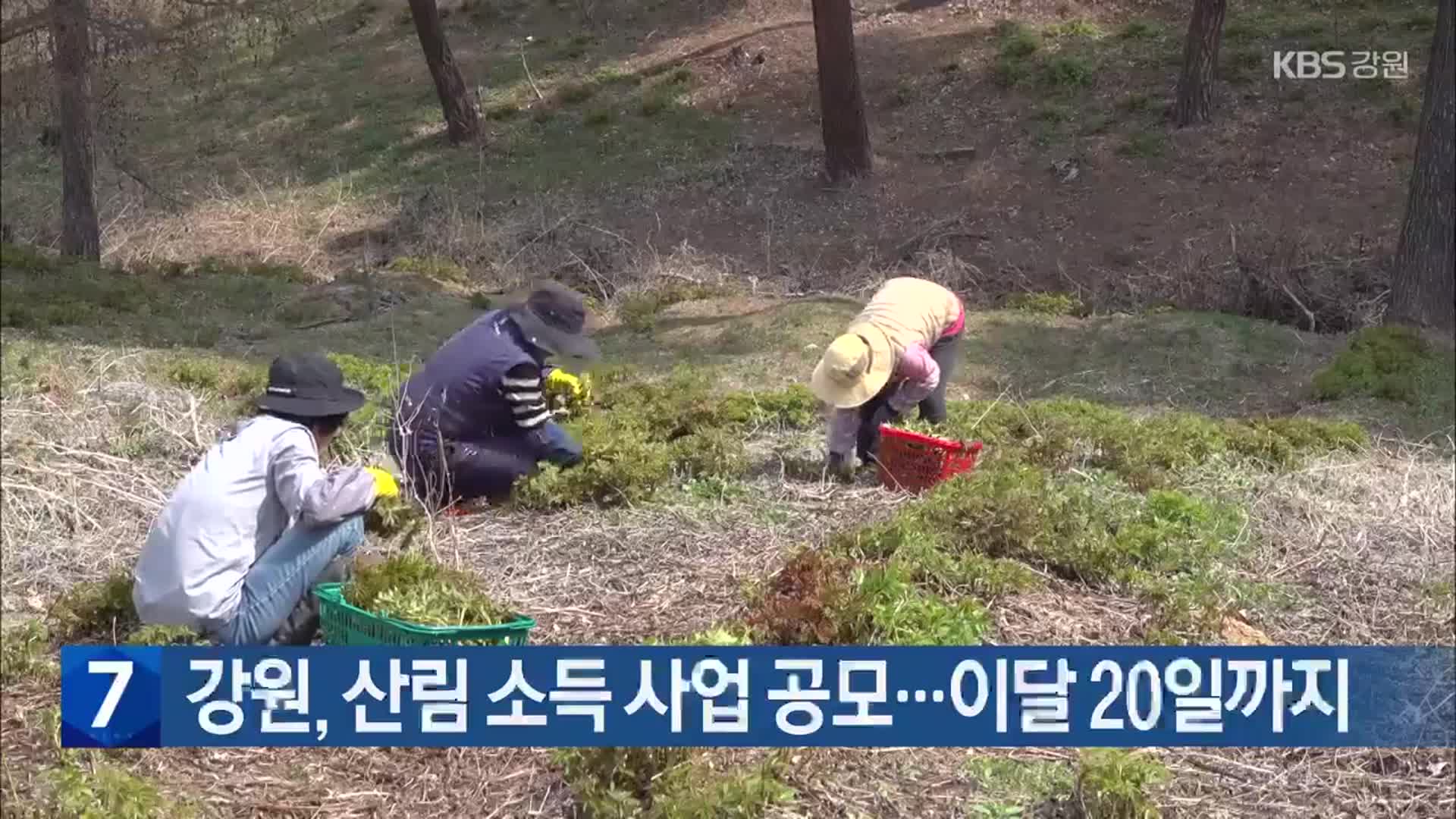 강원, 산림 소득 사업 공모…이달 20일까지