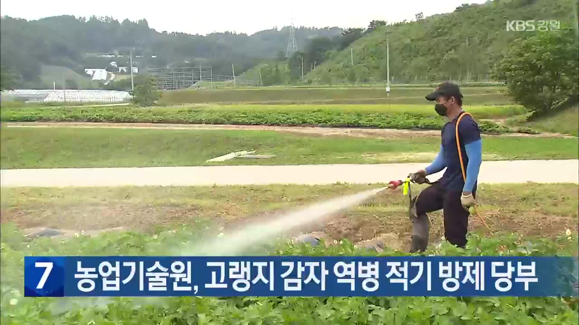 농업기술원, 고랭지 감자 역병 적기 방제 당부