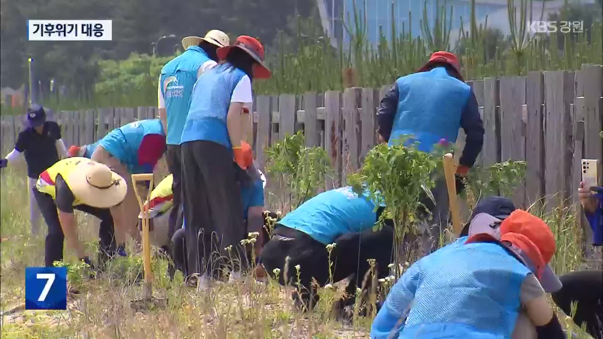 난개발 속 실종 해당화 되찾는다…기후위기 대응