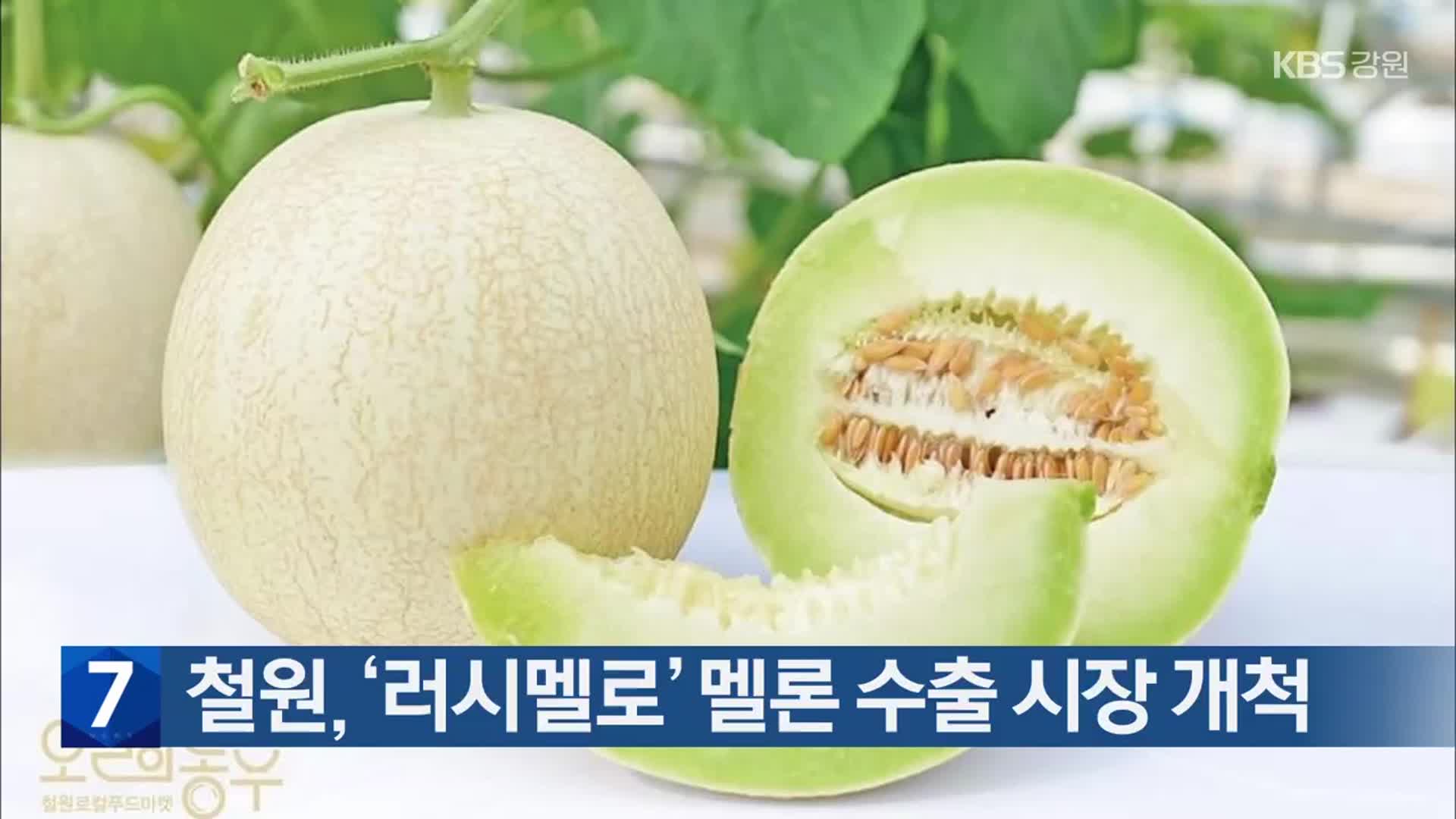 철원, ‘러시멜로’ 멜론 수출 시장 개척