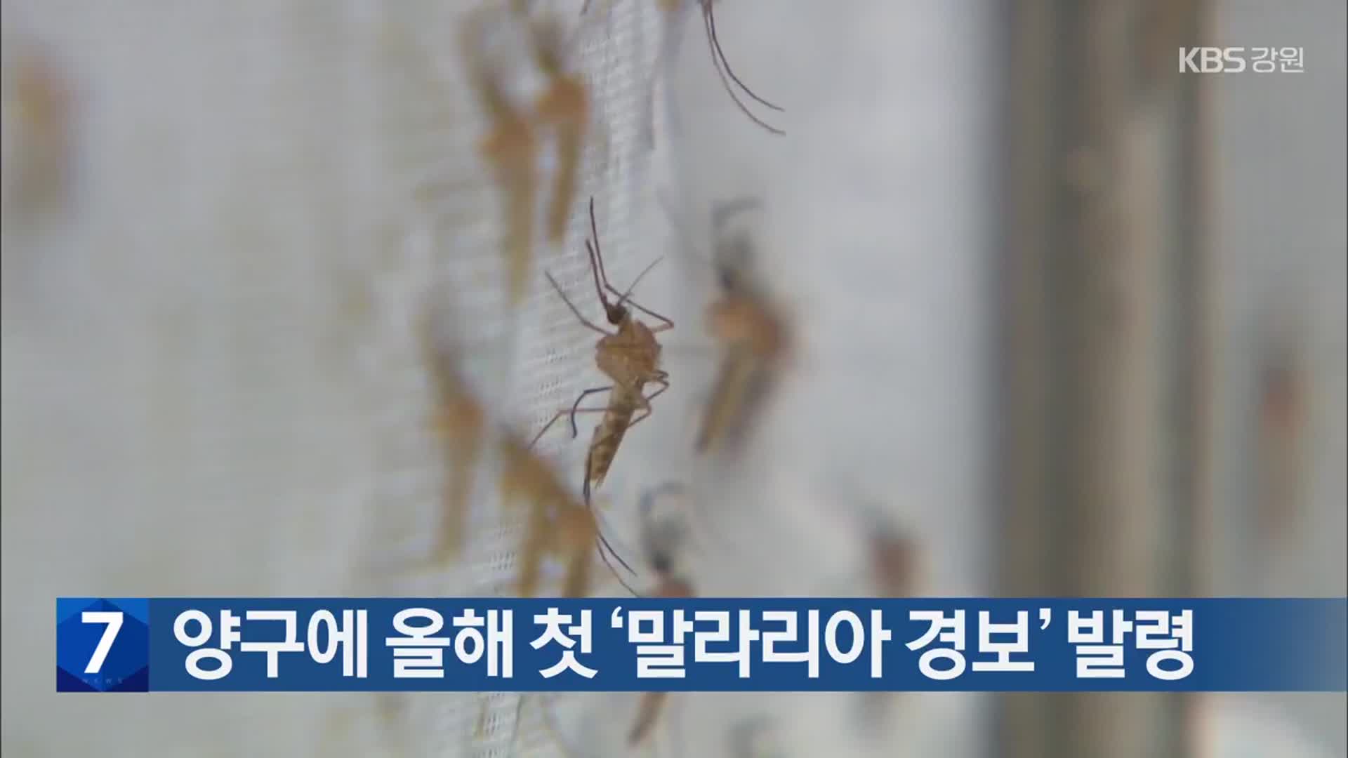 양구에 올해 첫 ‘말라리아 경보’ 발령
