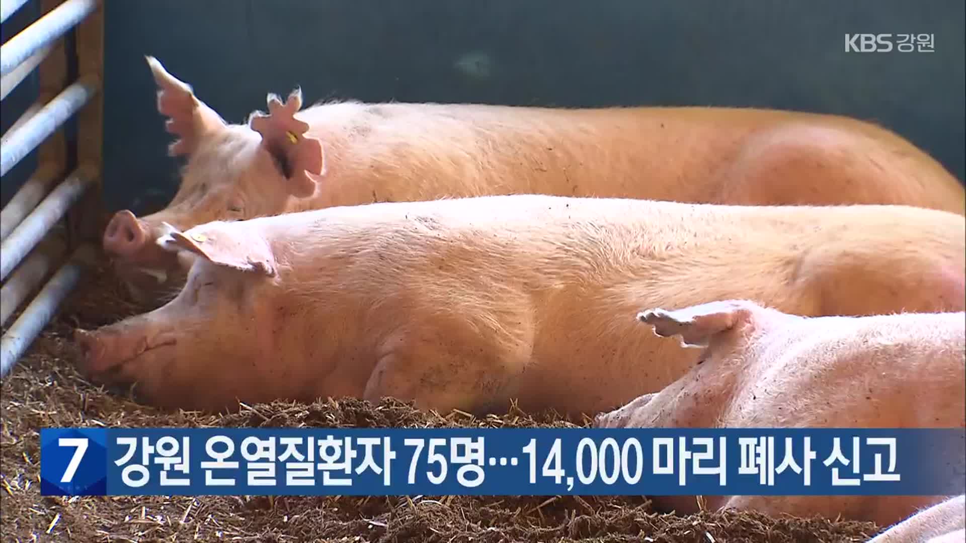 강원 온열질환자 75명…14,000 마리 폐사 신고
