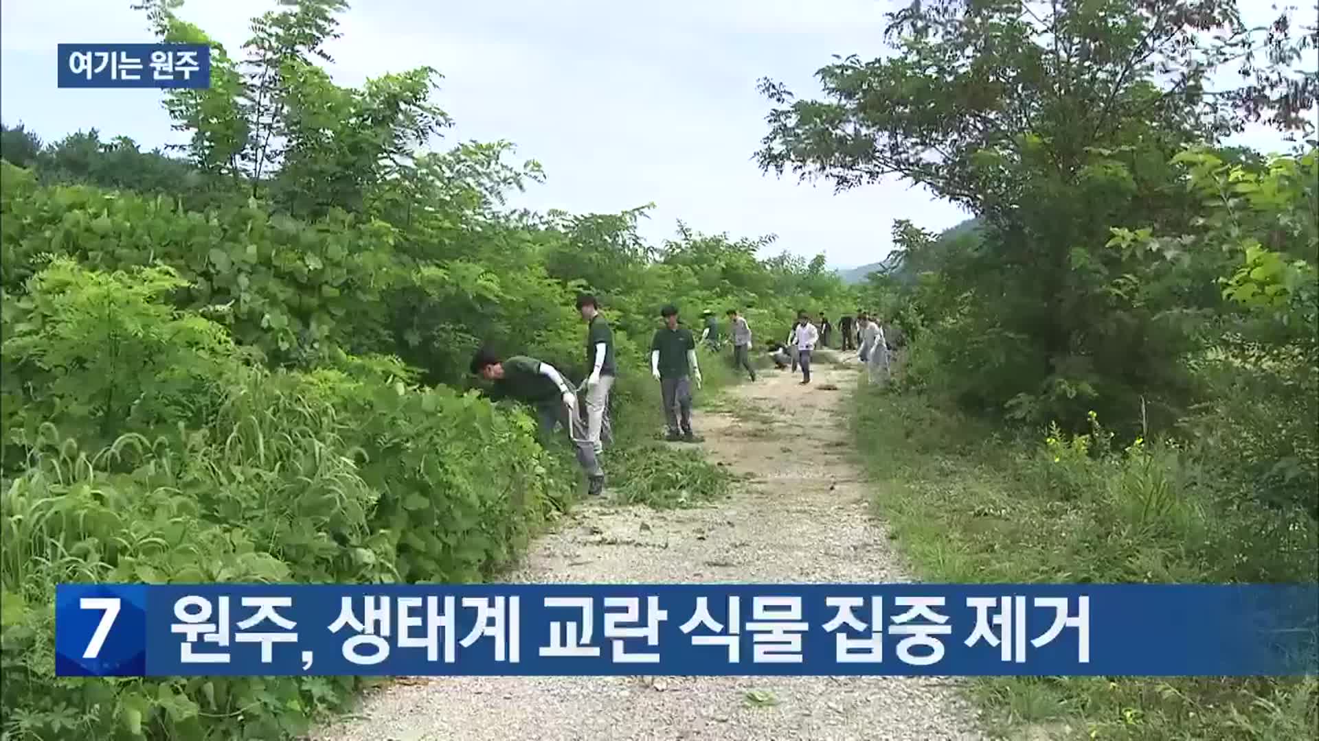 [여기는 원주] 원주, 생태계 교란 식물 집중 제거 외