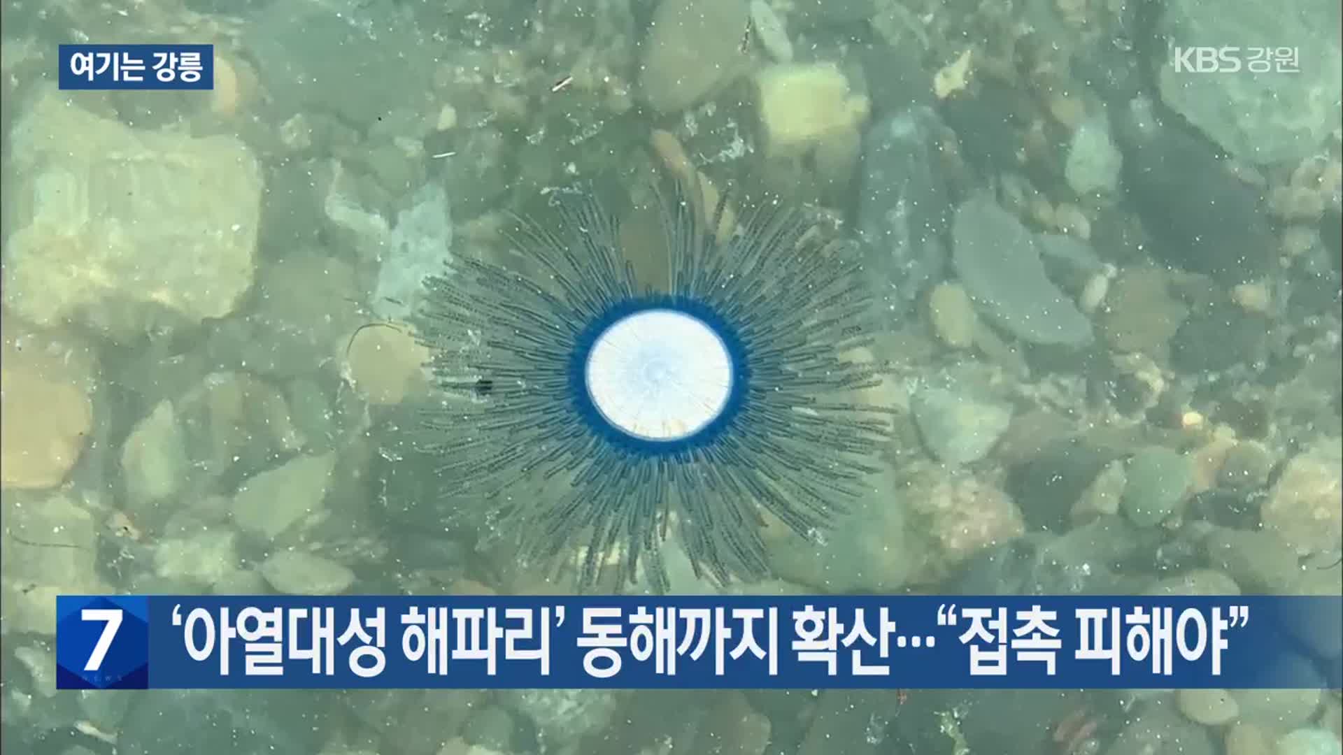 [여기는 강릉] ‘아열대성 해파리’ 동해까지 확산…“접촉 피해야”