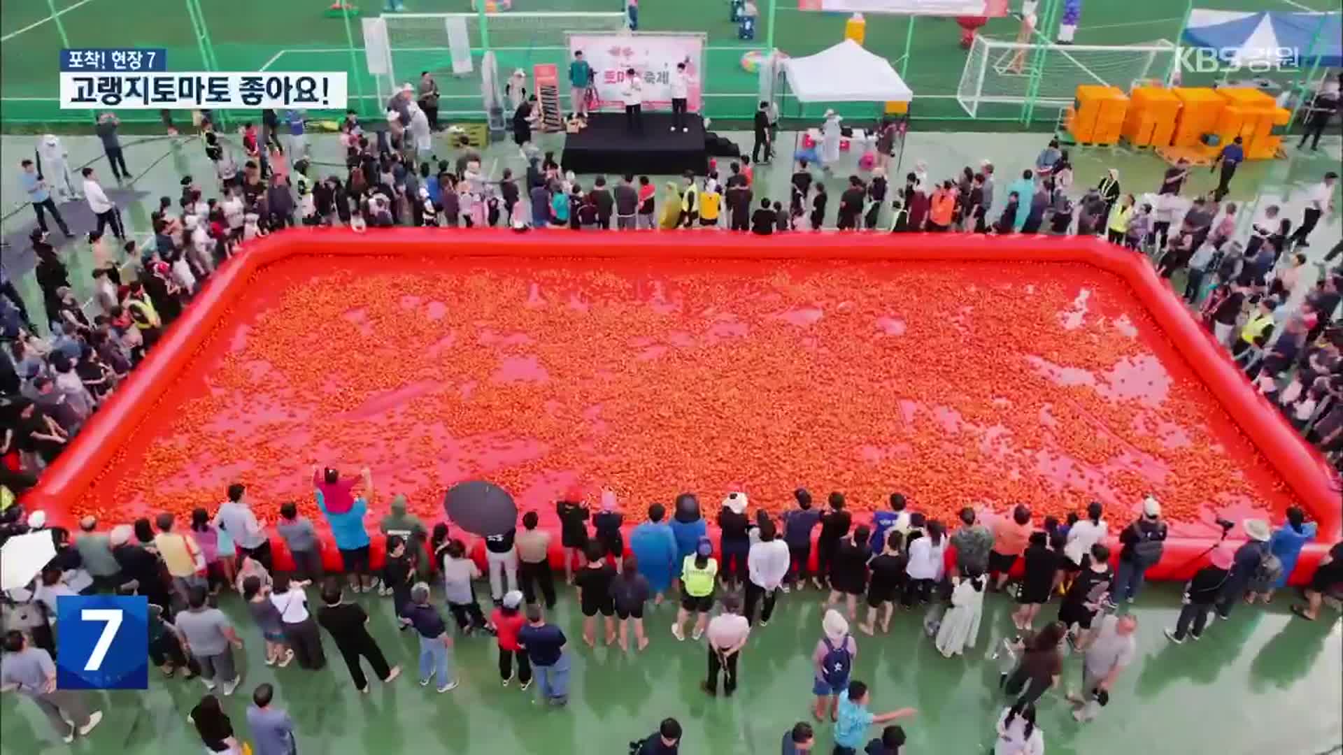 [포착! 현장7] 고랭지토마토 맛 보실래요?