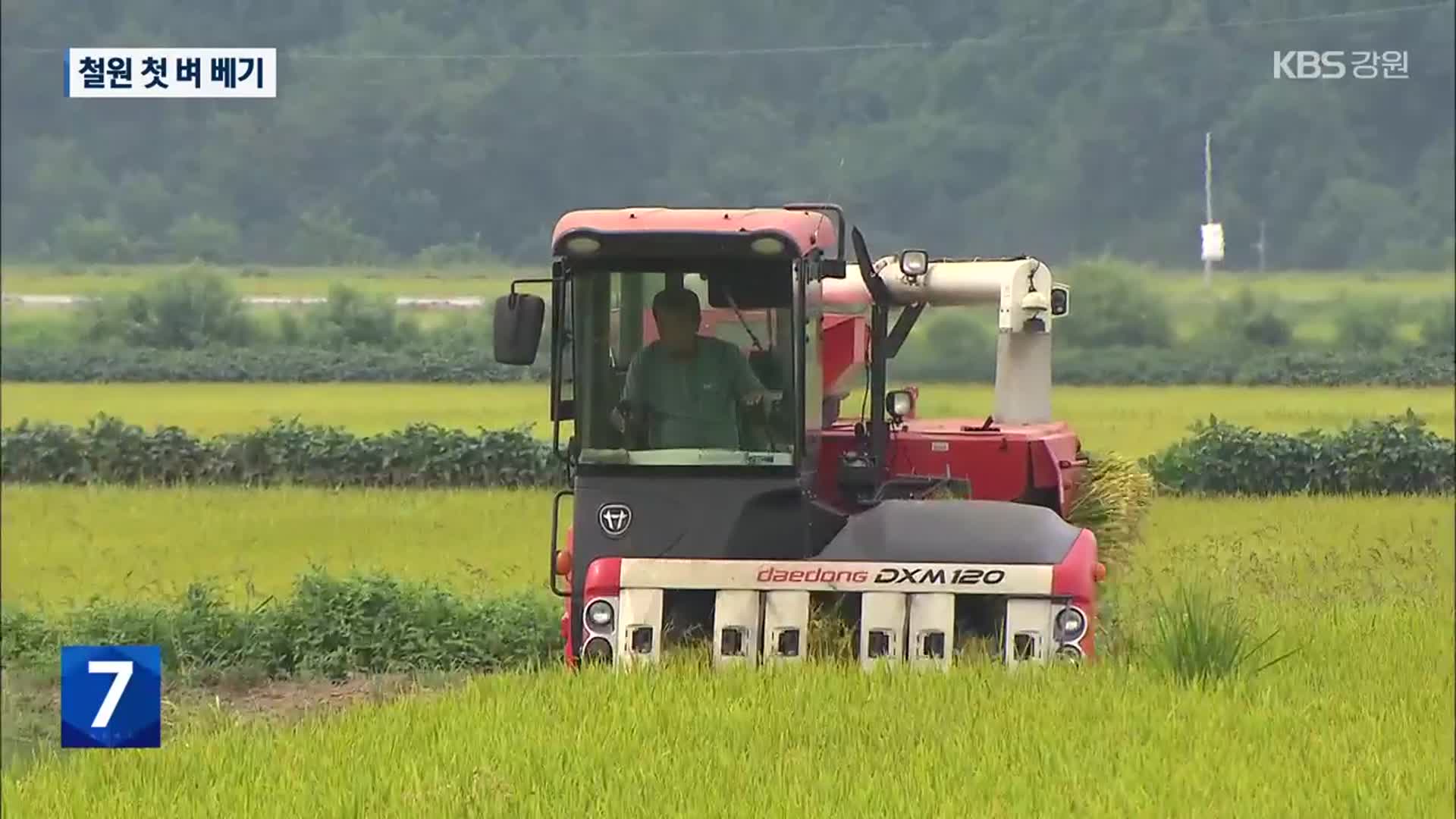 “반갑다 햅쌀”…폭염 뚫고 철원 첫 벼 베기