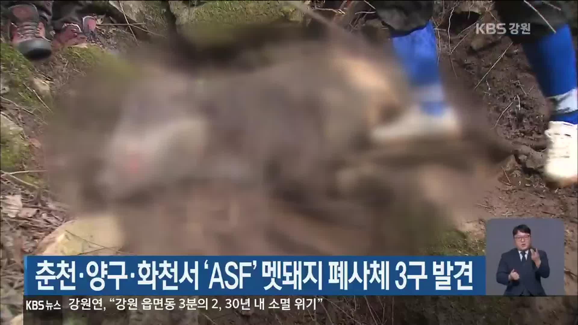 춘천·양구·화천서 ‘ASF’ 멧돼지 폐사체 3구 발견