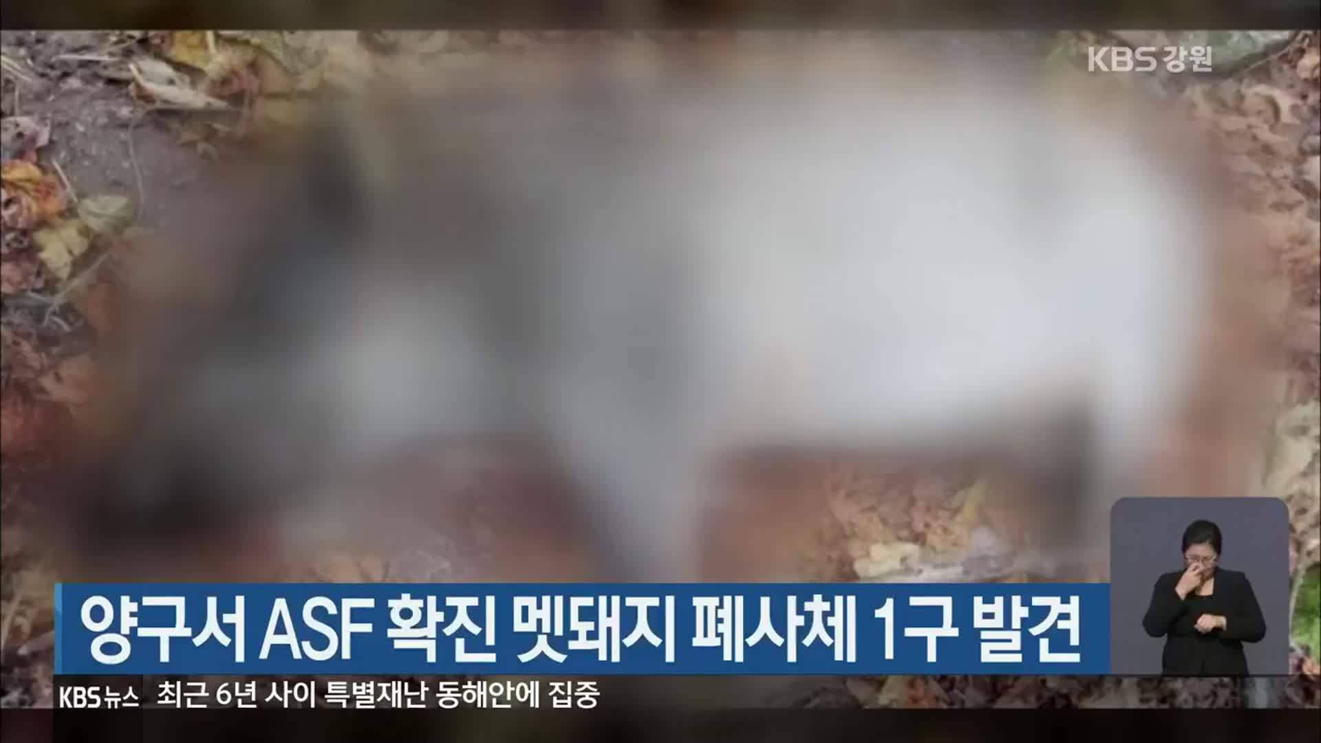양구서 ASF 확진 멧돼지 폐사체 1구 발견
