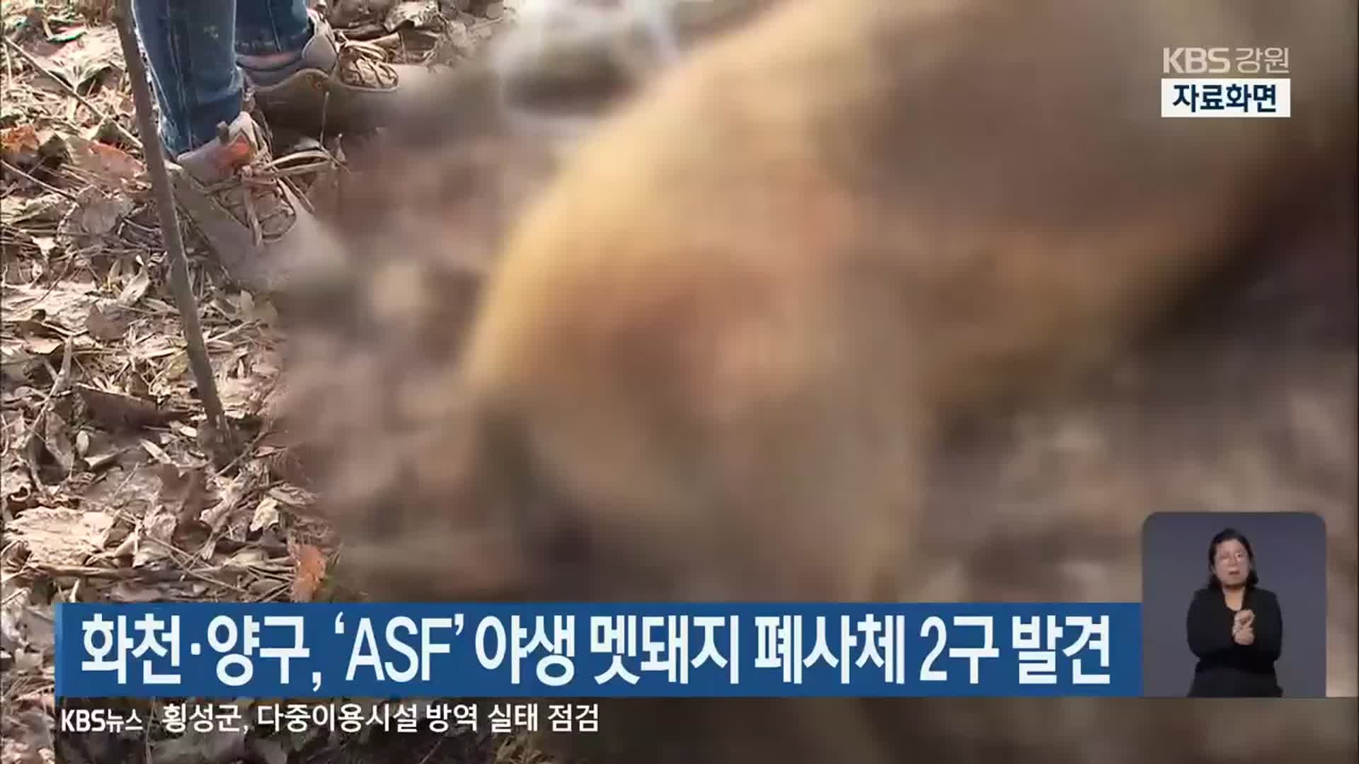 화천·양구, ‘ASF’ 야생 멧돼지 폐사체 2구 발견
