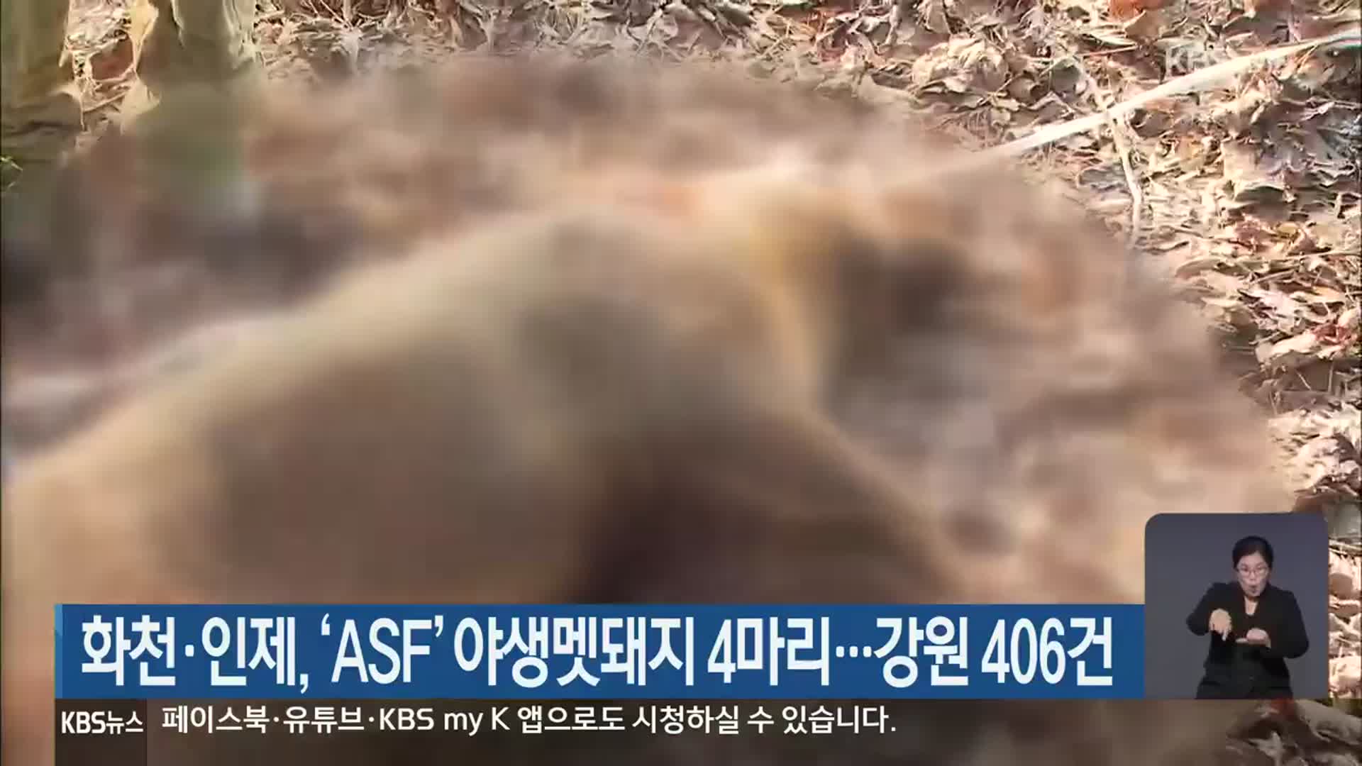 화천·인제, ‘ASF’ 야생멧돼지 4마리…강원 406건