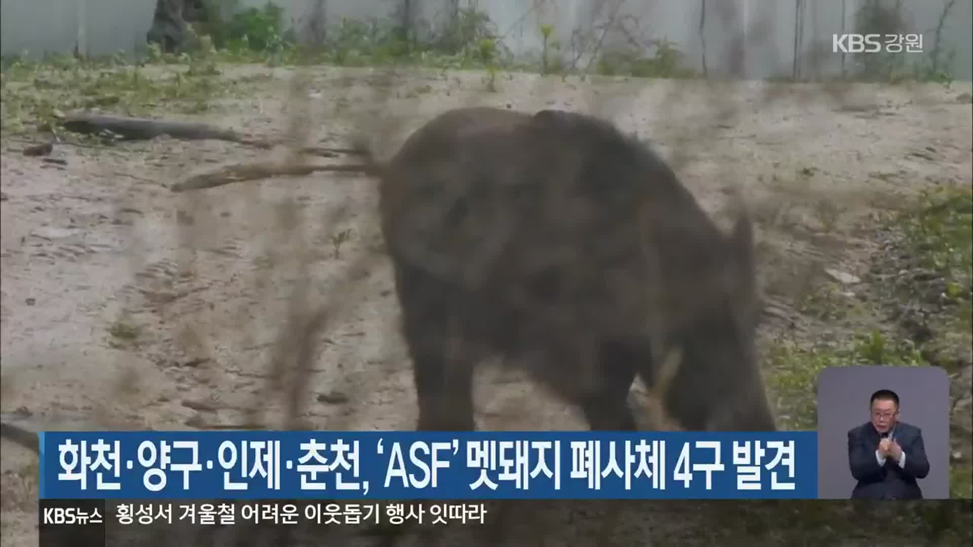 화천·양구·인제·춘천, ‘ASF’ 멧돼지 폐사체 4구 발견