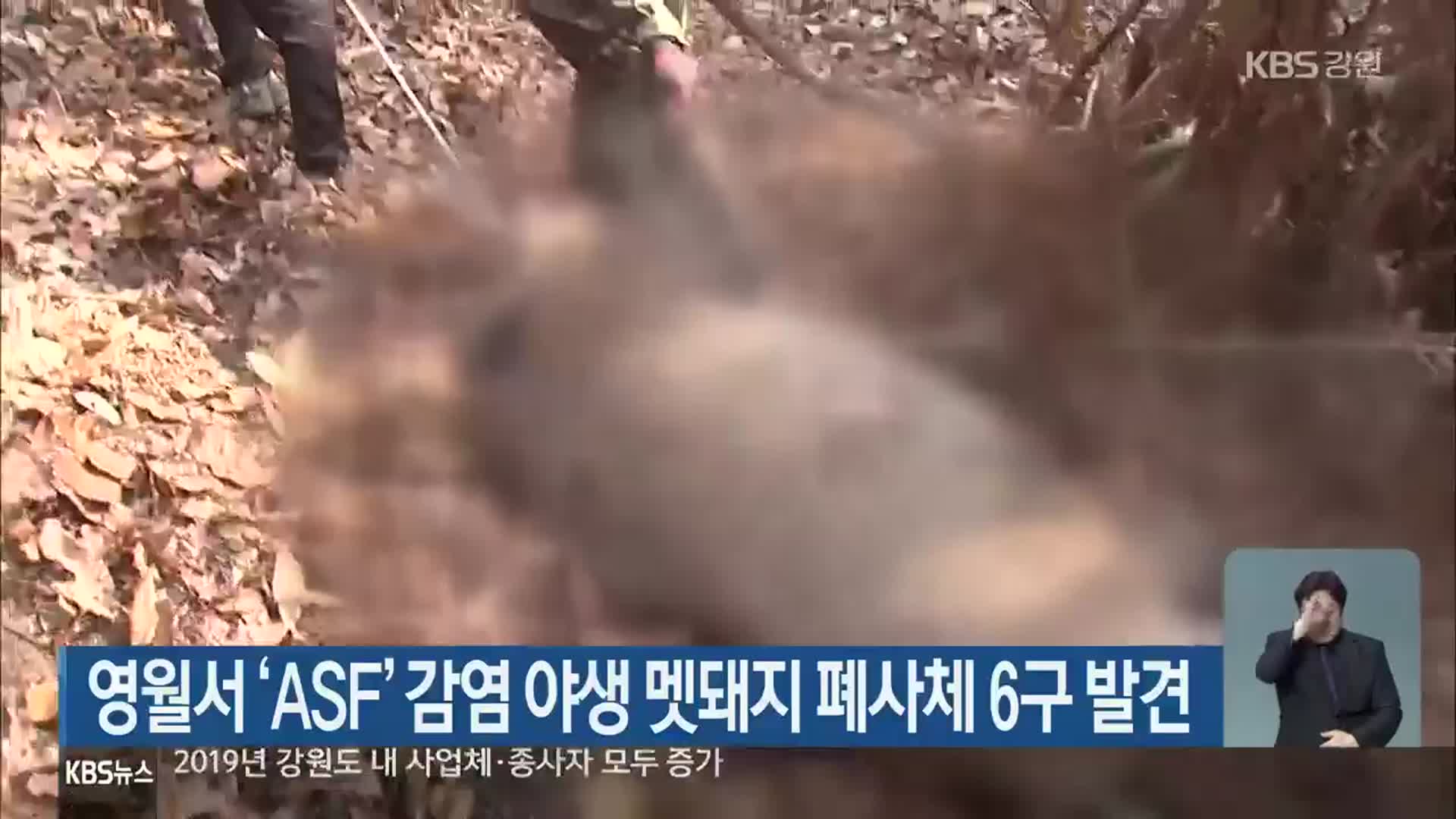 영월서 ‘ASF’ 감염 야생 멧돼지 폐사체 6구 발견