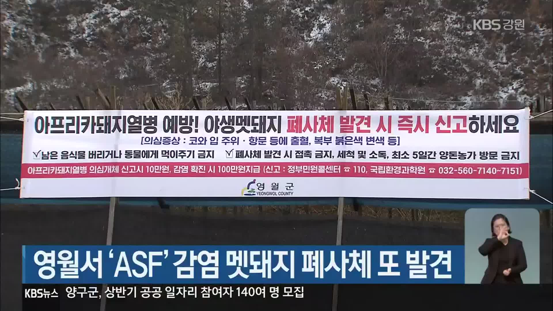 영월서 ‘ASF’ 감염 멧돼지 폐사체 또 발견