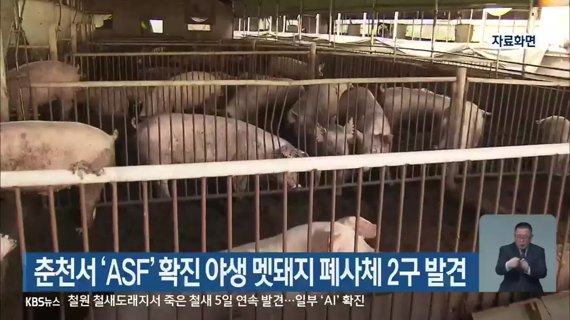 춘천서 ‘ASF’ 확진 야생 멧돼지 폐사체 2구 발견