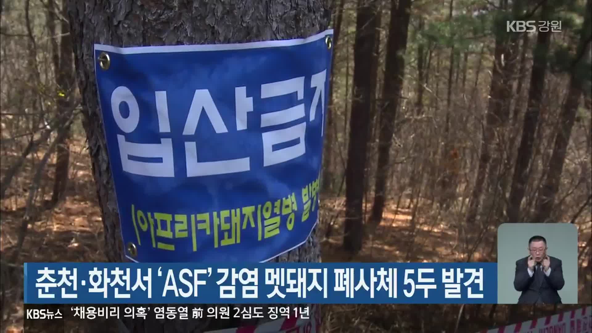 춘천·화천서 ‘ASF’ 감염 멧돼지 폐사체 5두 발견