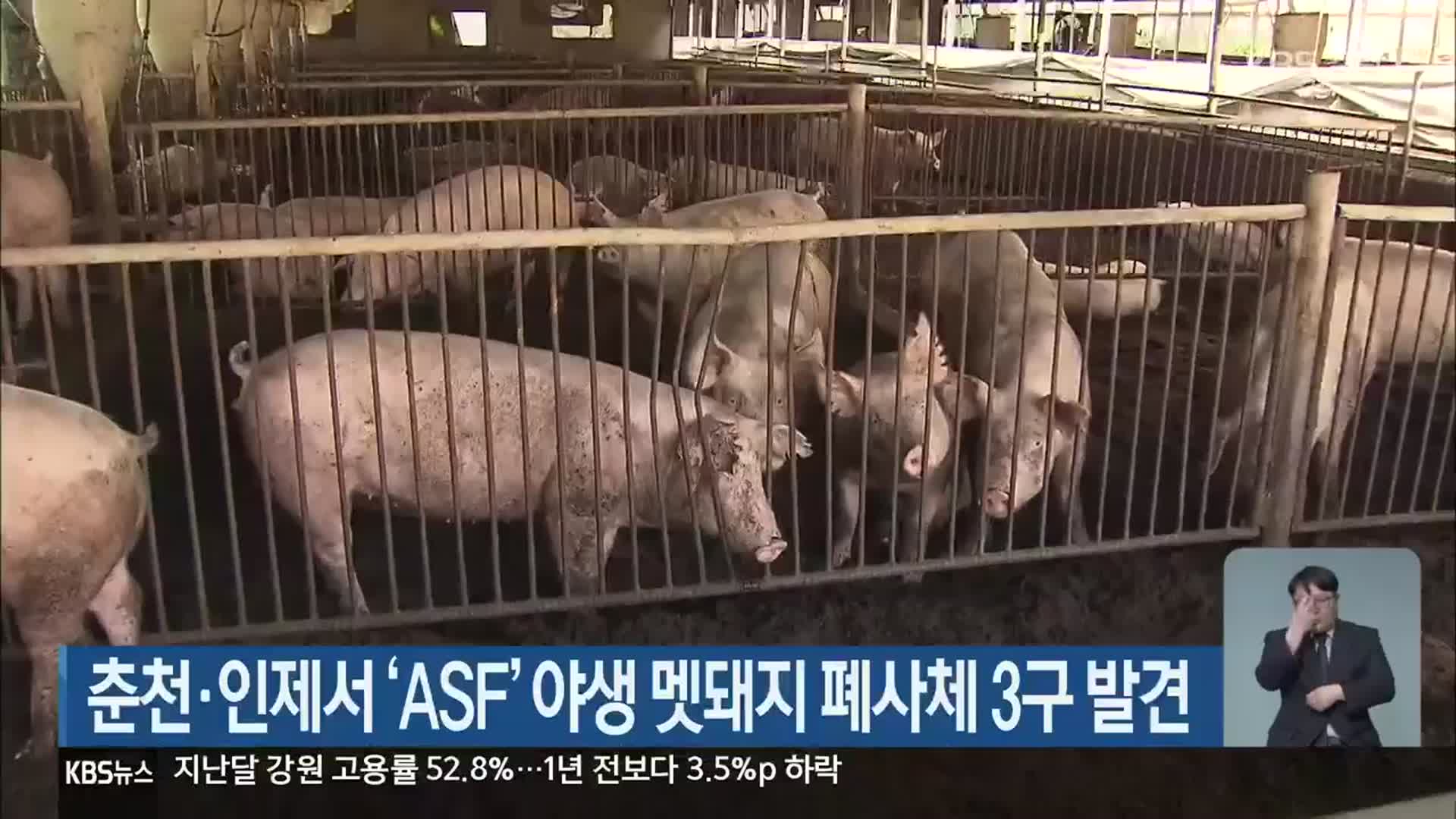 춘천·인제서 ‘ASF’ 야생 멧돼지 폐사체 3구 발견