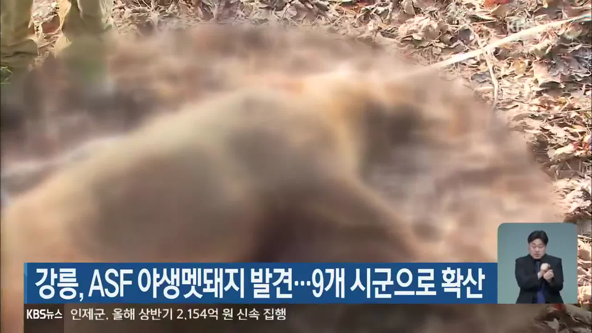 강릉, ASF 야생멧돼지 발견…9개 시군으로 확산