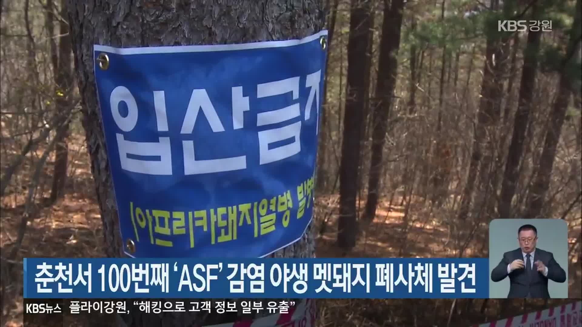 춘천서 100번째 ‘ASF’ 감염 야생 멧돼지 폐사체 발견