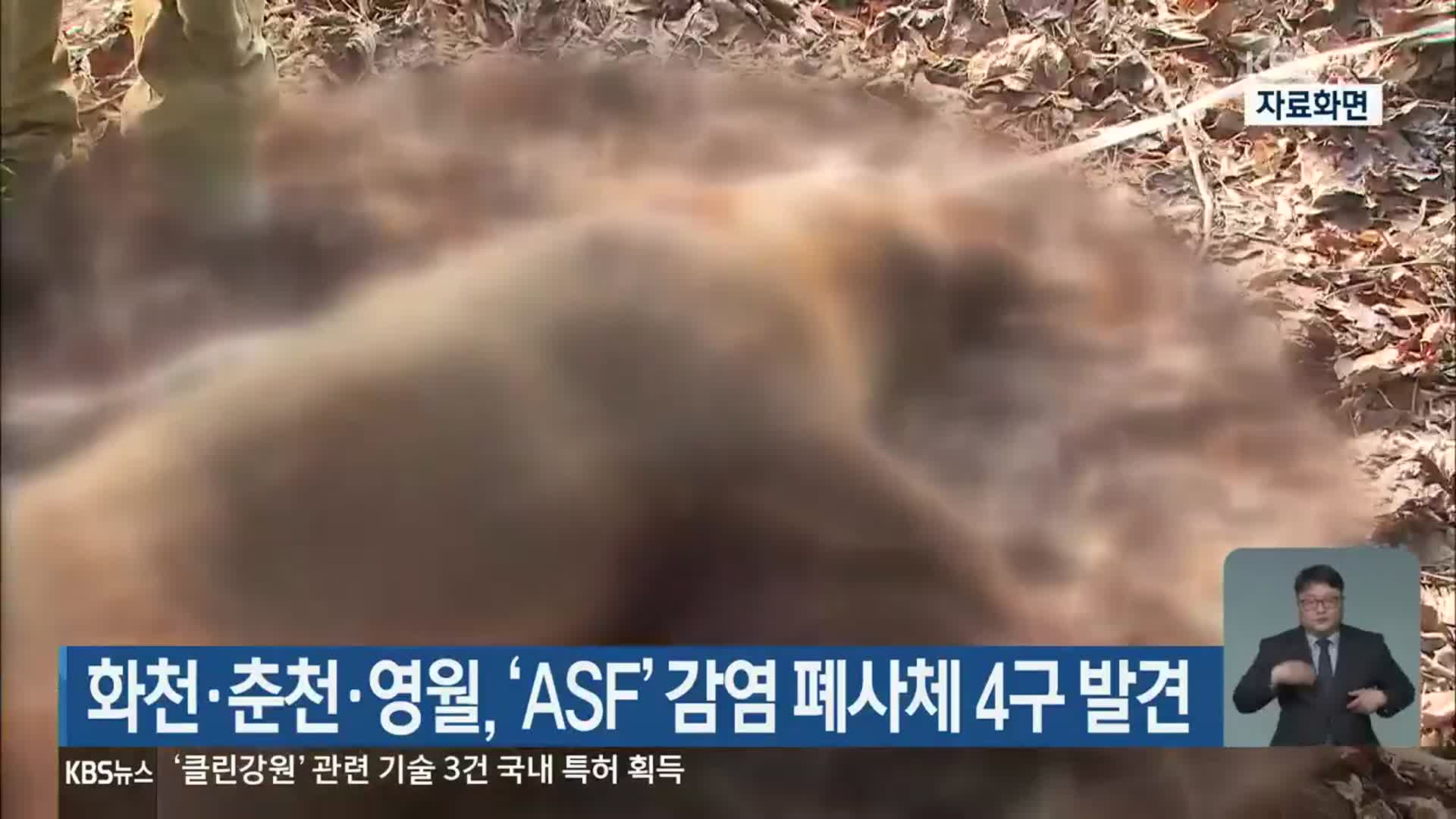 화천·춘천·영월, ‘ASF’ 감염 폐사체 4구 발견