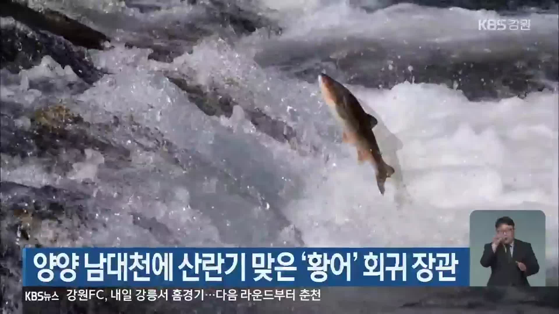 양양 남대천에 산란기 맞은 ‘황어’ 회귀 장관