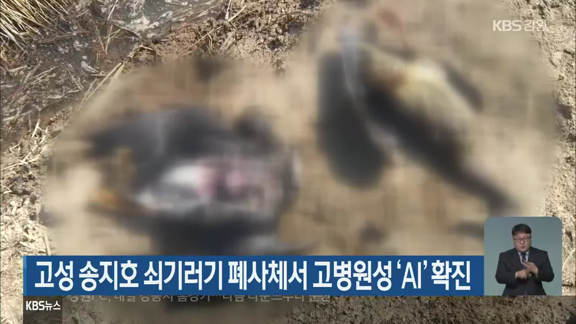 고성 송지호 쇠기러기 폐사체서 고병원성 ‘AI’ 확진