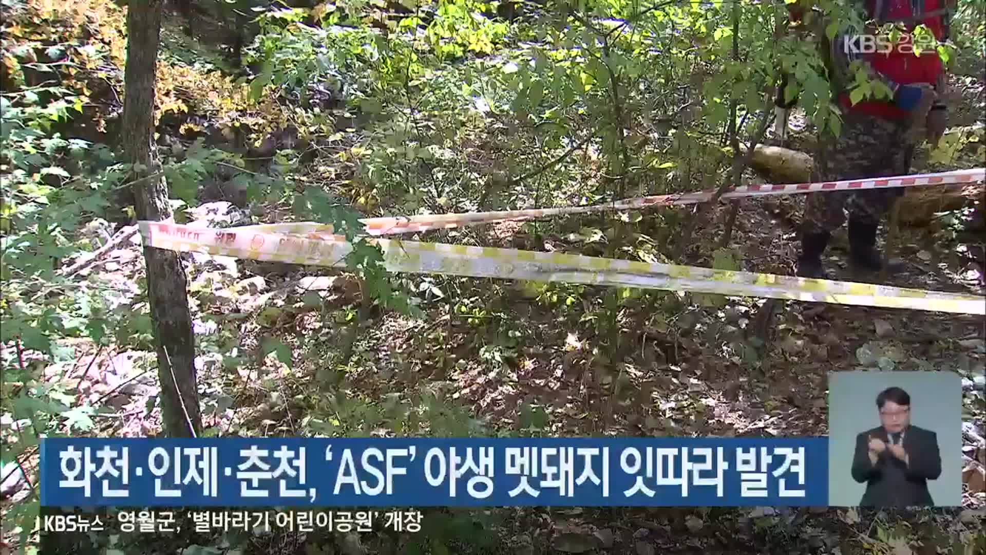 화천·인제·춘천, ‘ASF’ 야생 멧돼지 잇따라 발견