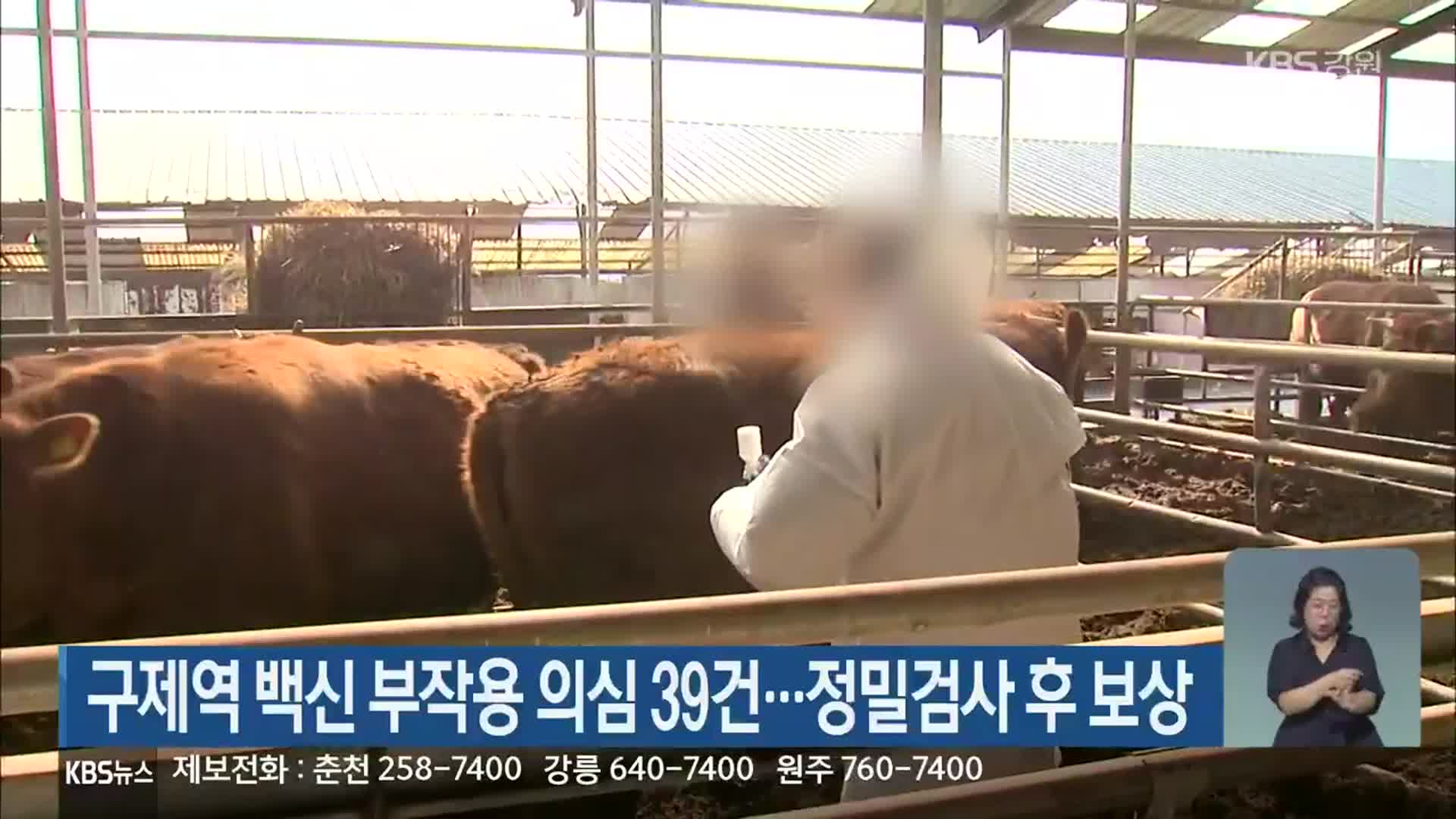 구제역 백신 부작용 의심 39건…정밀검사 후 보상