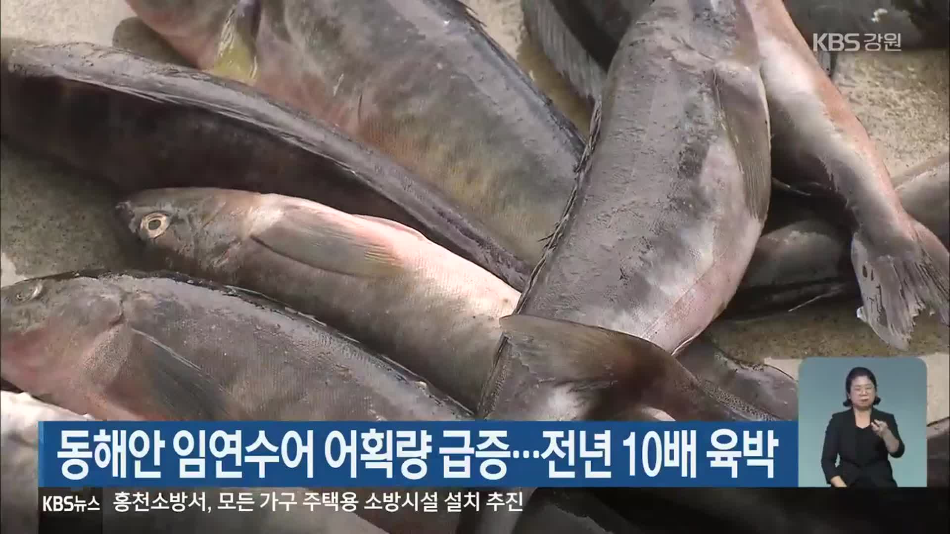 동해안 임연수어 어획량 급증…전년 10배 육박