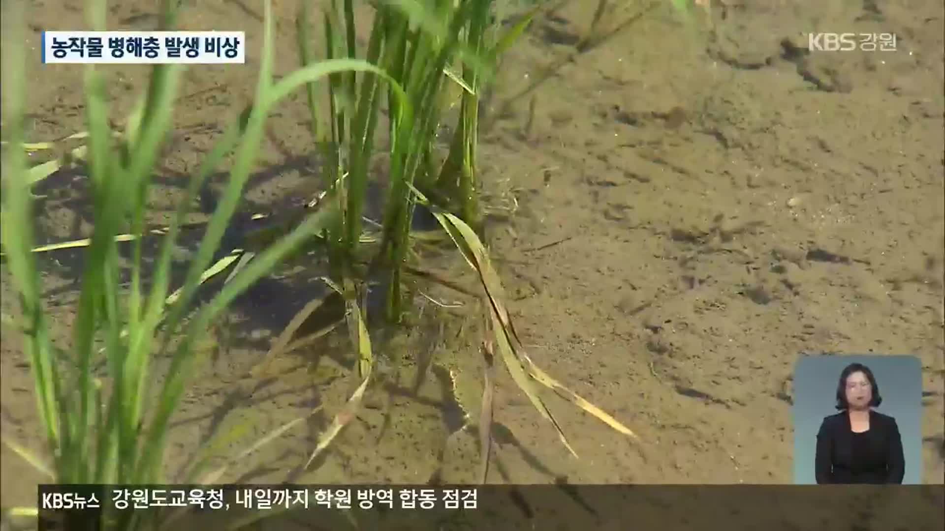 24년 만에 가장 잦은 비…농작물 병충해 주의