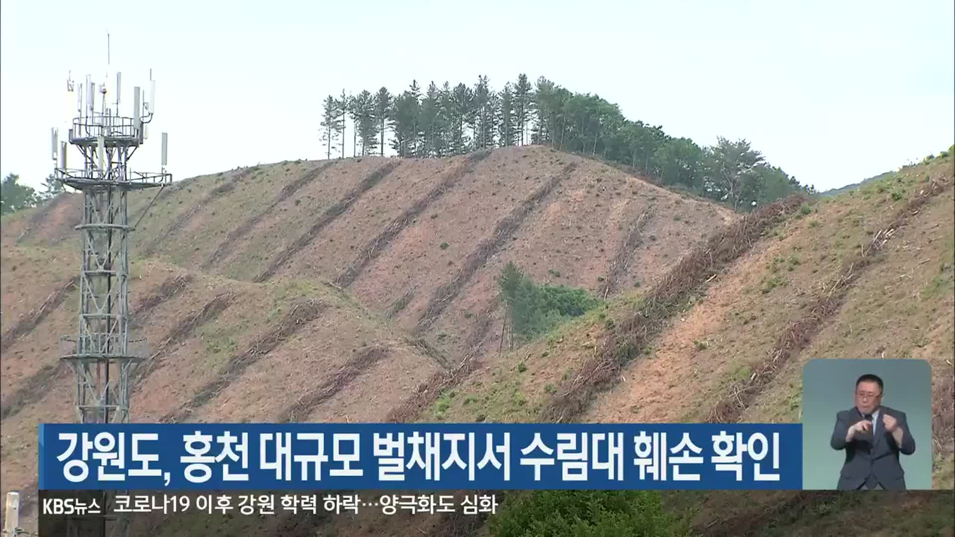 강원도, 홍천 대규모 벌채지서 수림대 훼손 확인