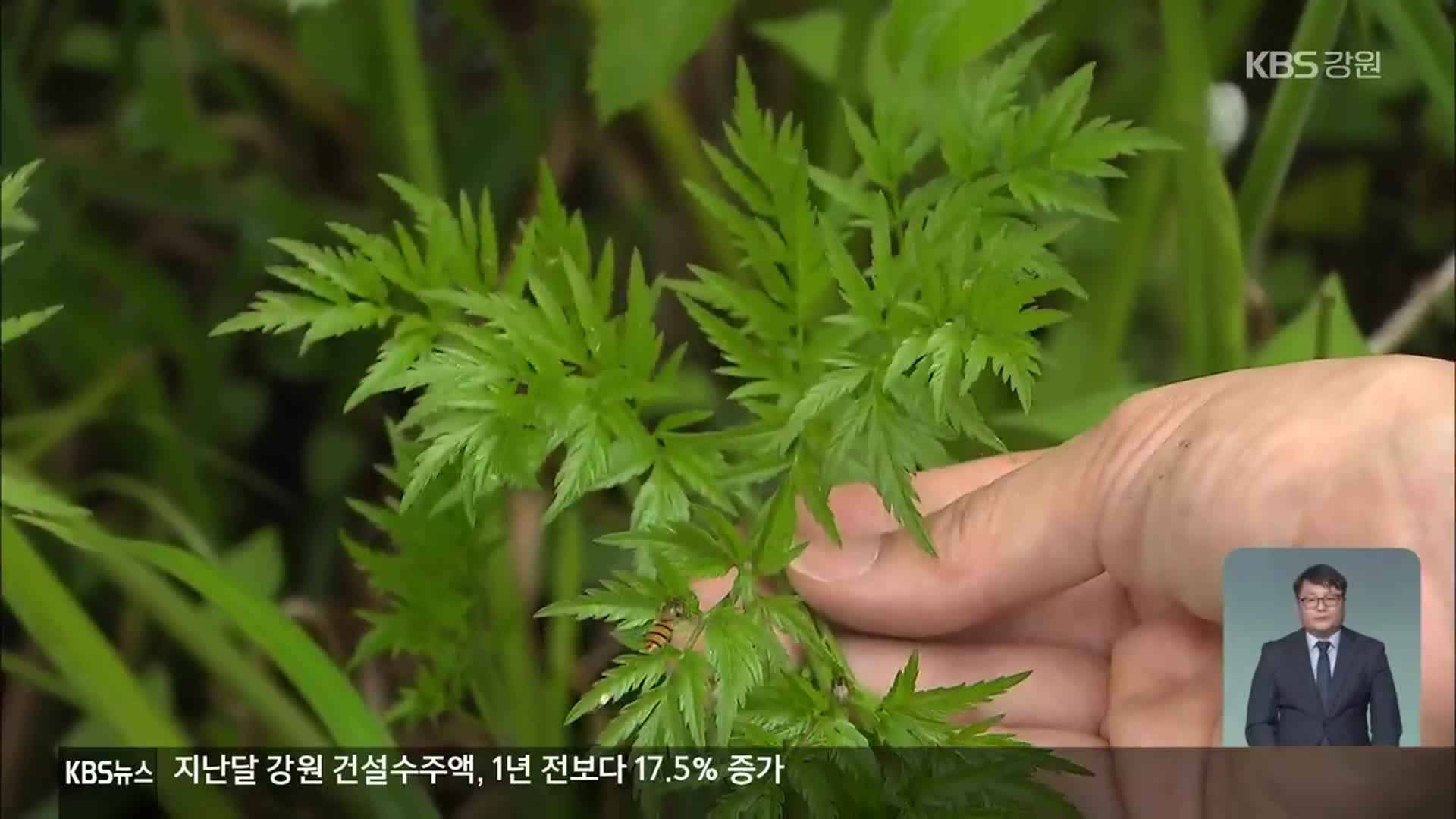 횡성군, 400억 국책사업 유치 추진…‘독미나리’로 차질 우려