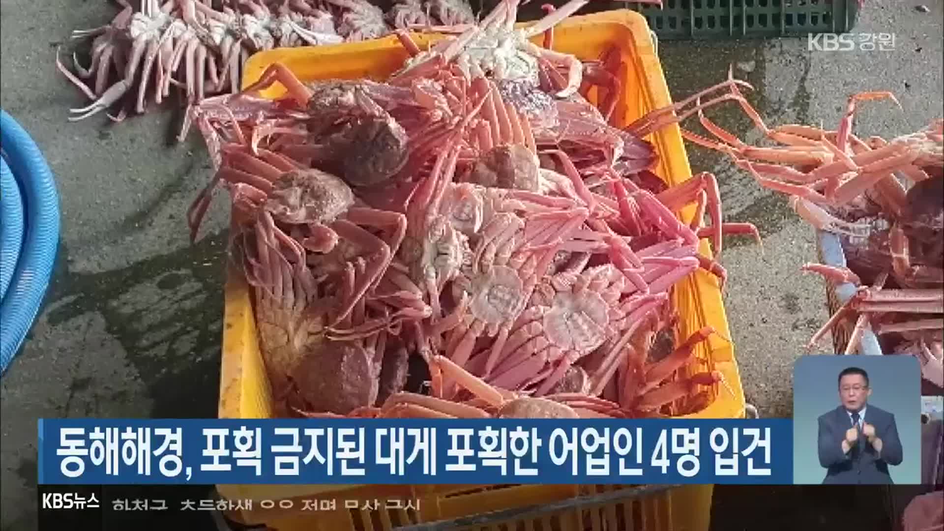 동해해경, 포획 금지된 대게 포획한 어업인 4명 입건