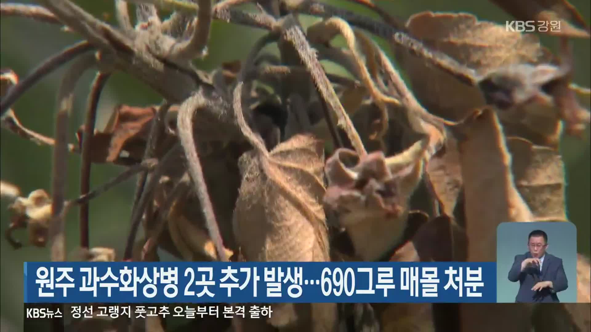 원주 과수화상병 2곳 추가 발생…690그루 매몰 처분