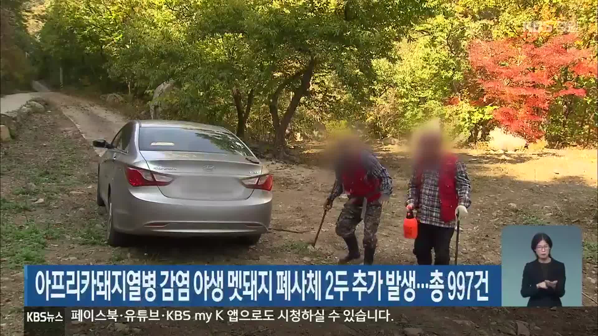 아프리카돼지열병 감염 야생 멧돼지 폐사체 2두 추가 발생…총 997건