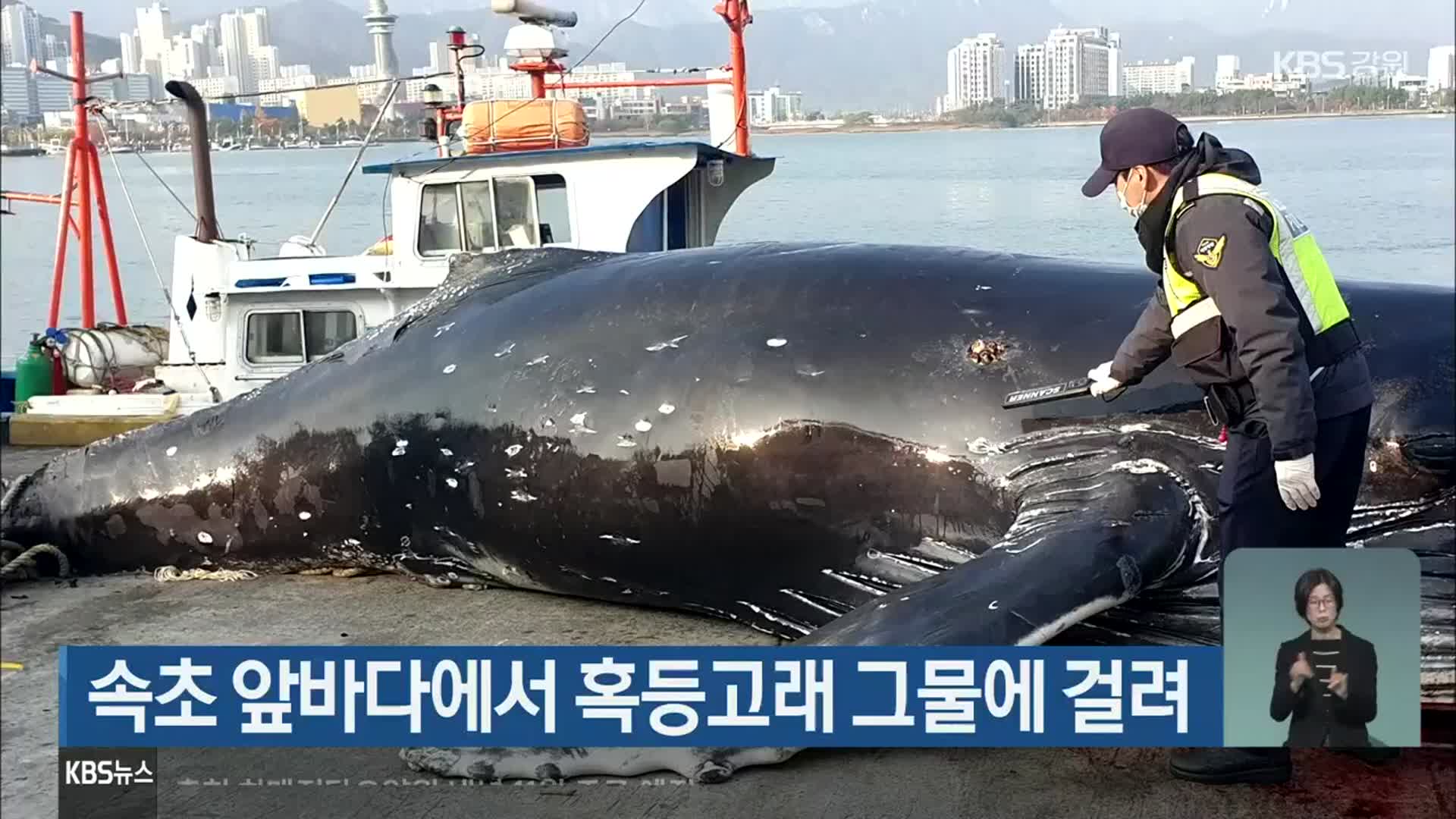 속초 앞바다에서 혹등고래 그물에 걸려