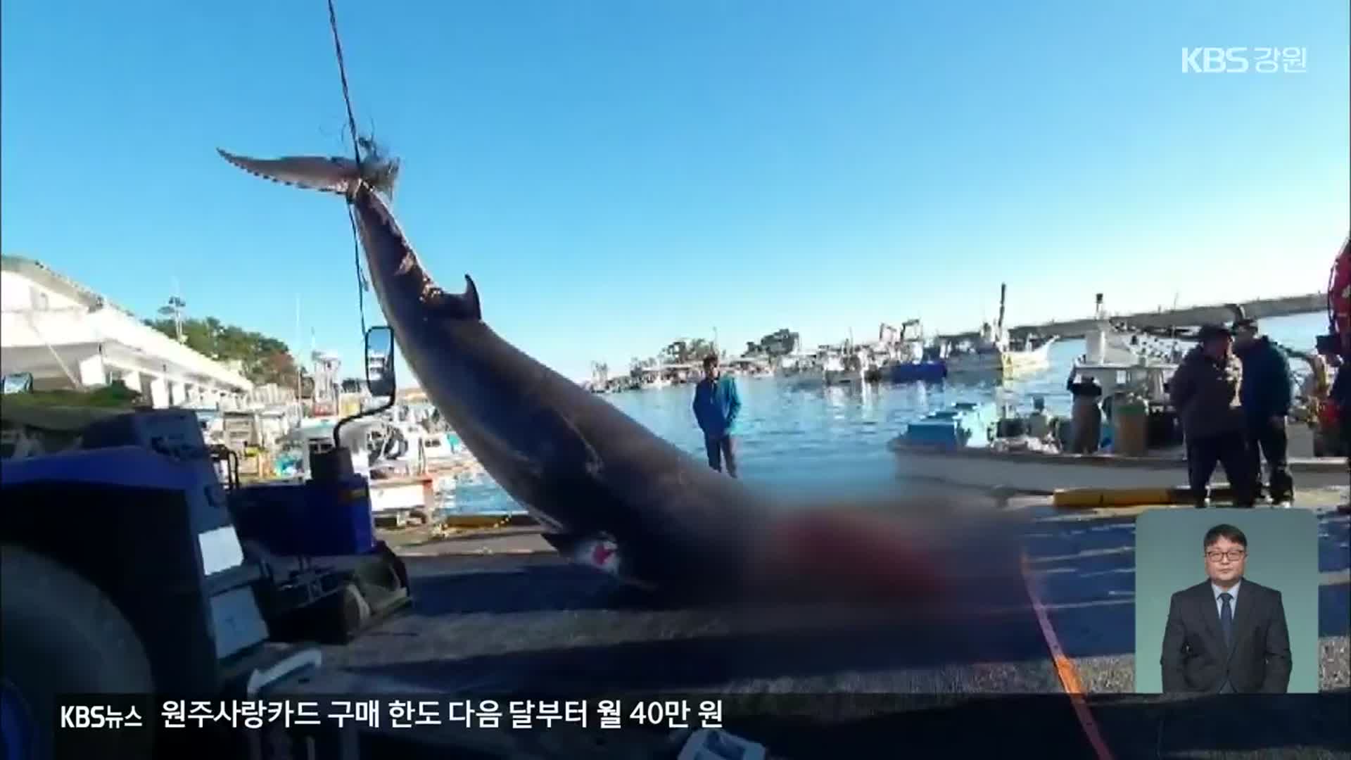 동해안 앞바다 고래 6마리 동시 혼획…대책은 없나?