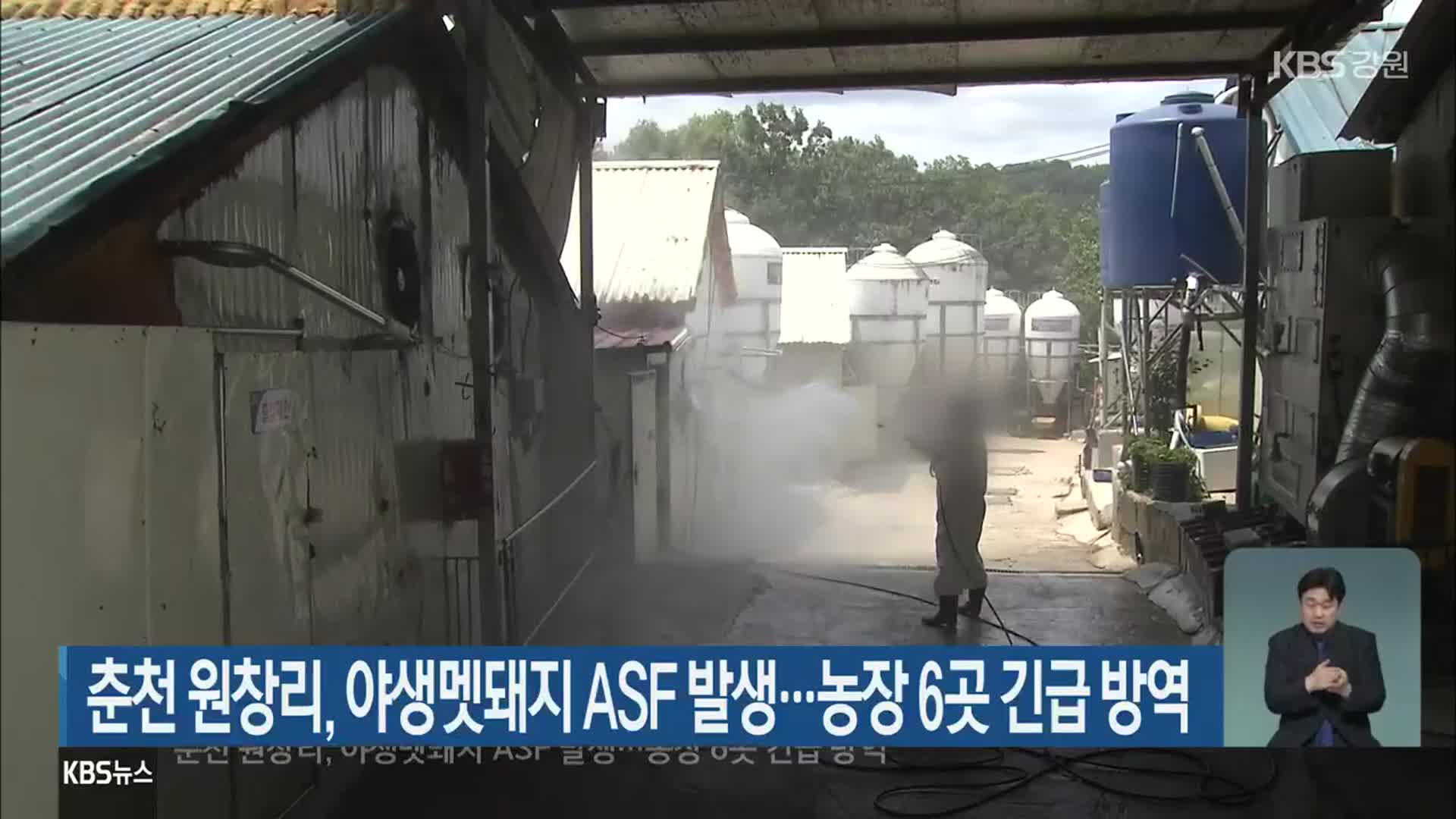 춘천 원창리, 야생멧돼지 ASF 발생…농장 6곳 긴급 방역