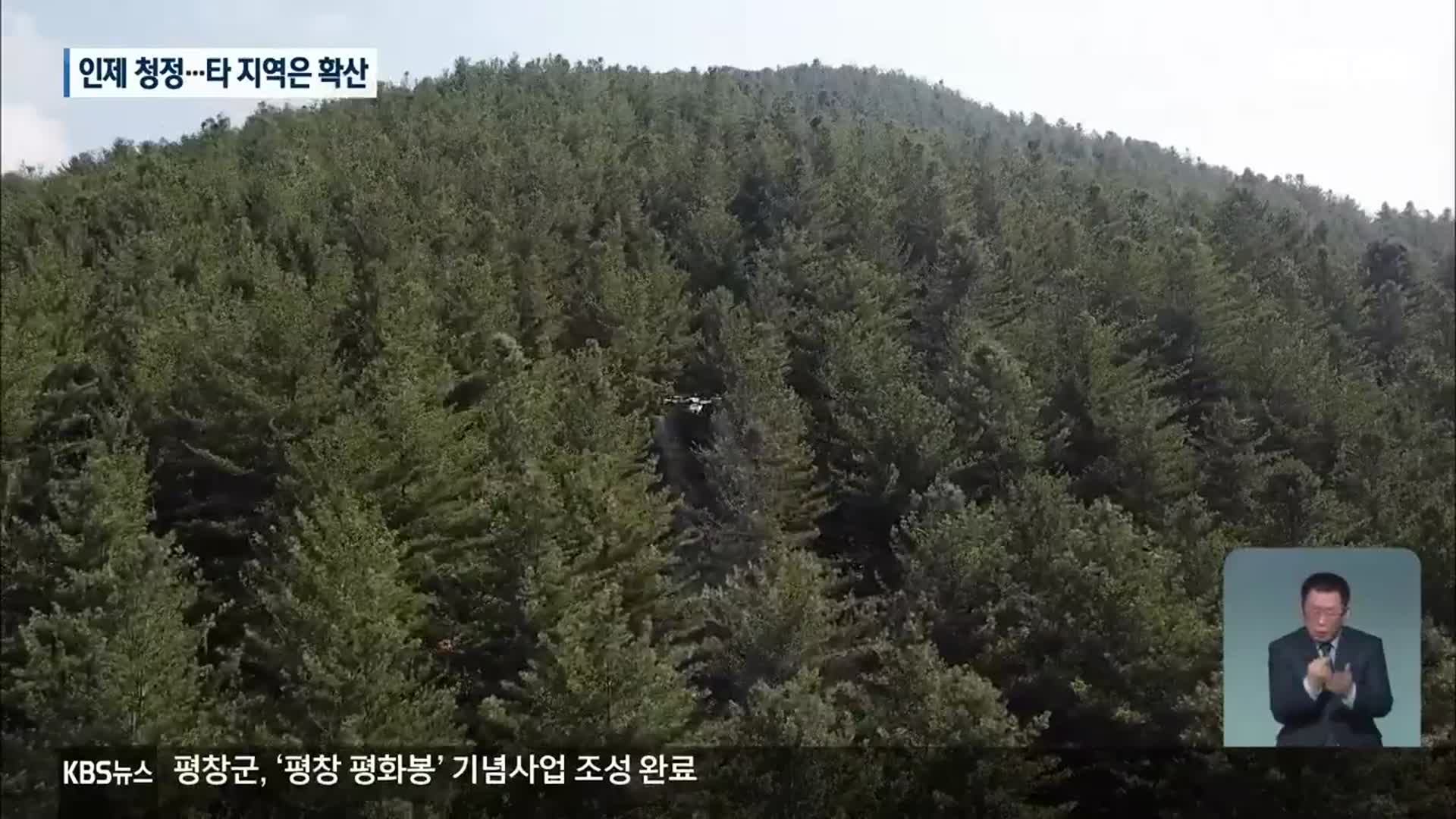 인제 재선충병 청정지역 전환…다른 시군은 확산 지속