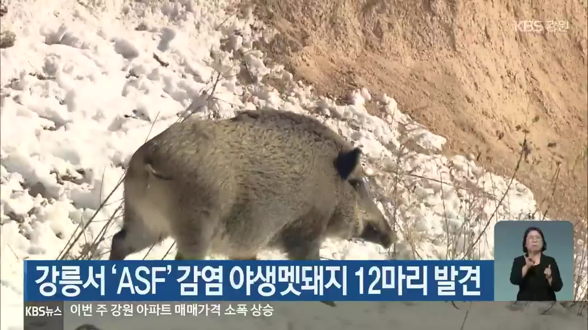 강릉서 ‘ASF’ 감염 야생멧돼지 12마리 발견