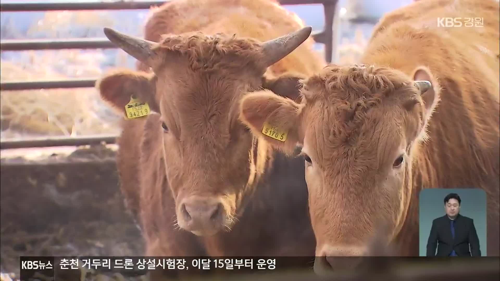 한우 사육 규모 역대 최대…“수급 조절해야!”