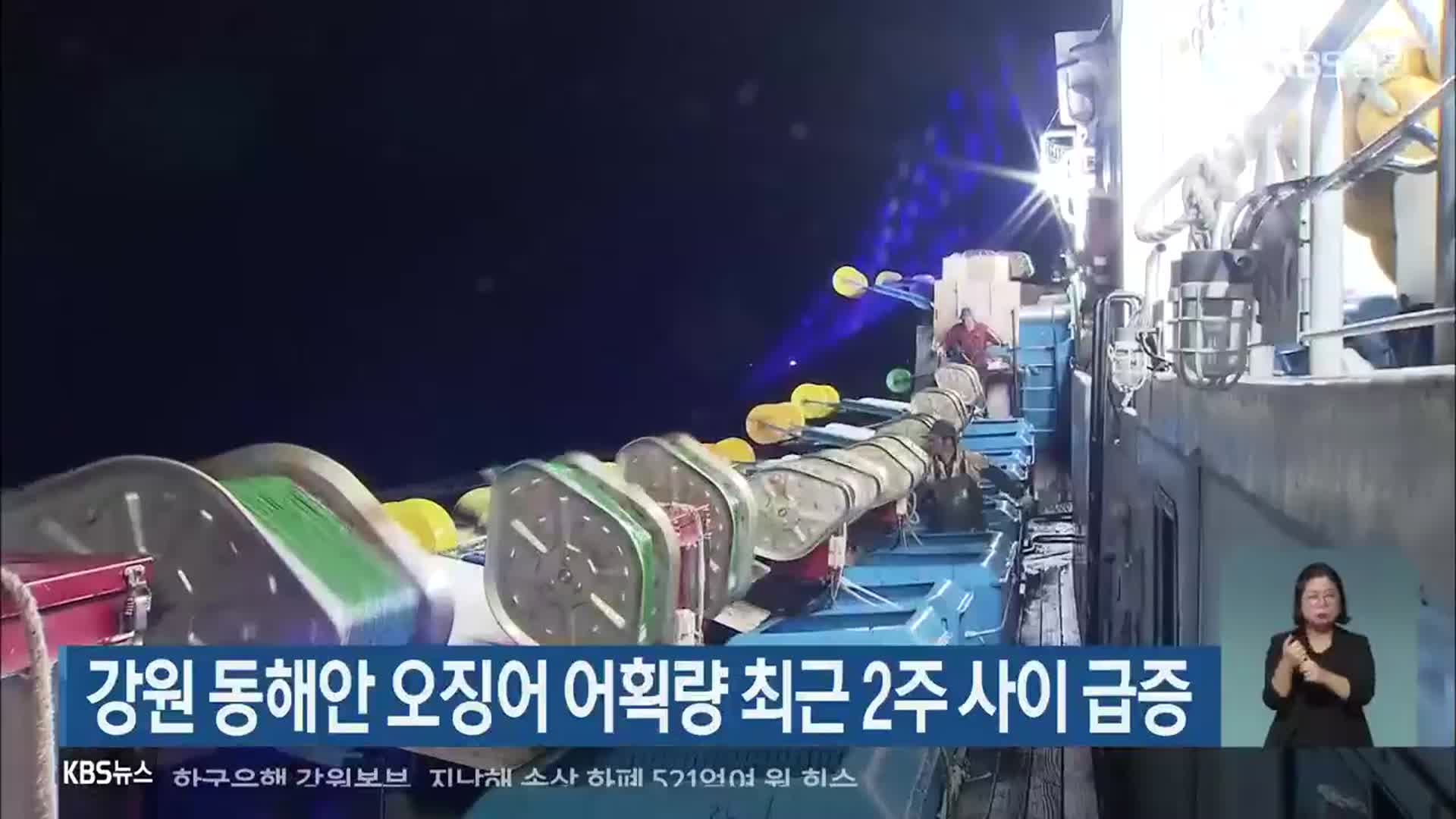 강원 동해안 오징어 어획량 최근 2주 사이 급증