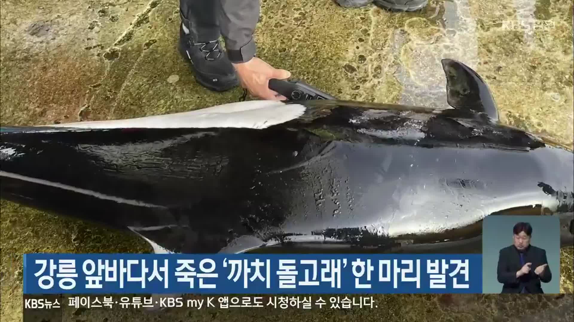 강릉 앞바다서 죽은 ‘까치 돌고래’ 한 마리 발견