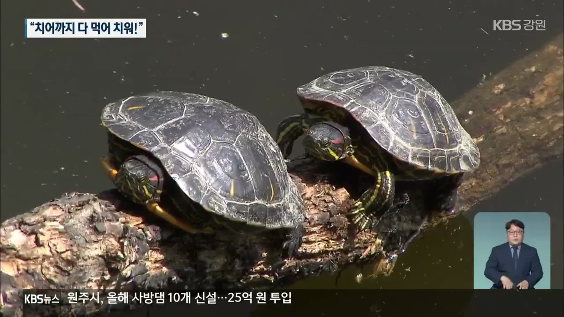 ‘붉은귀거북’ 도심 하천 집단서식 확인…북한강 생태계 위협