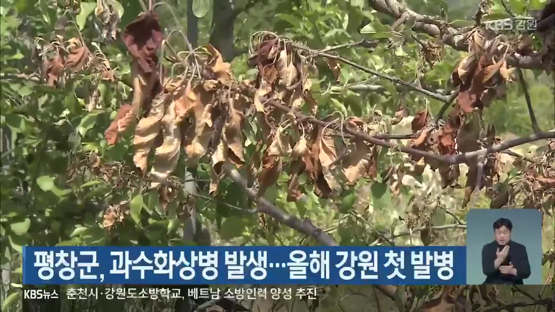 평창군, 과수화상병 발생…올해 강원 첫 발병