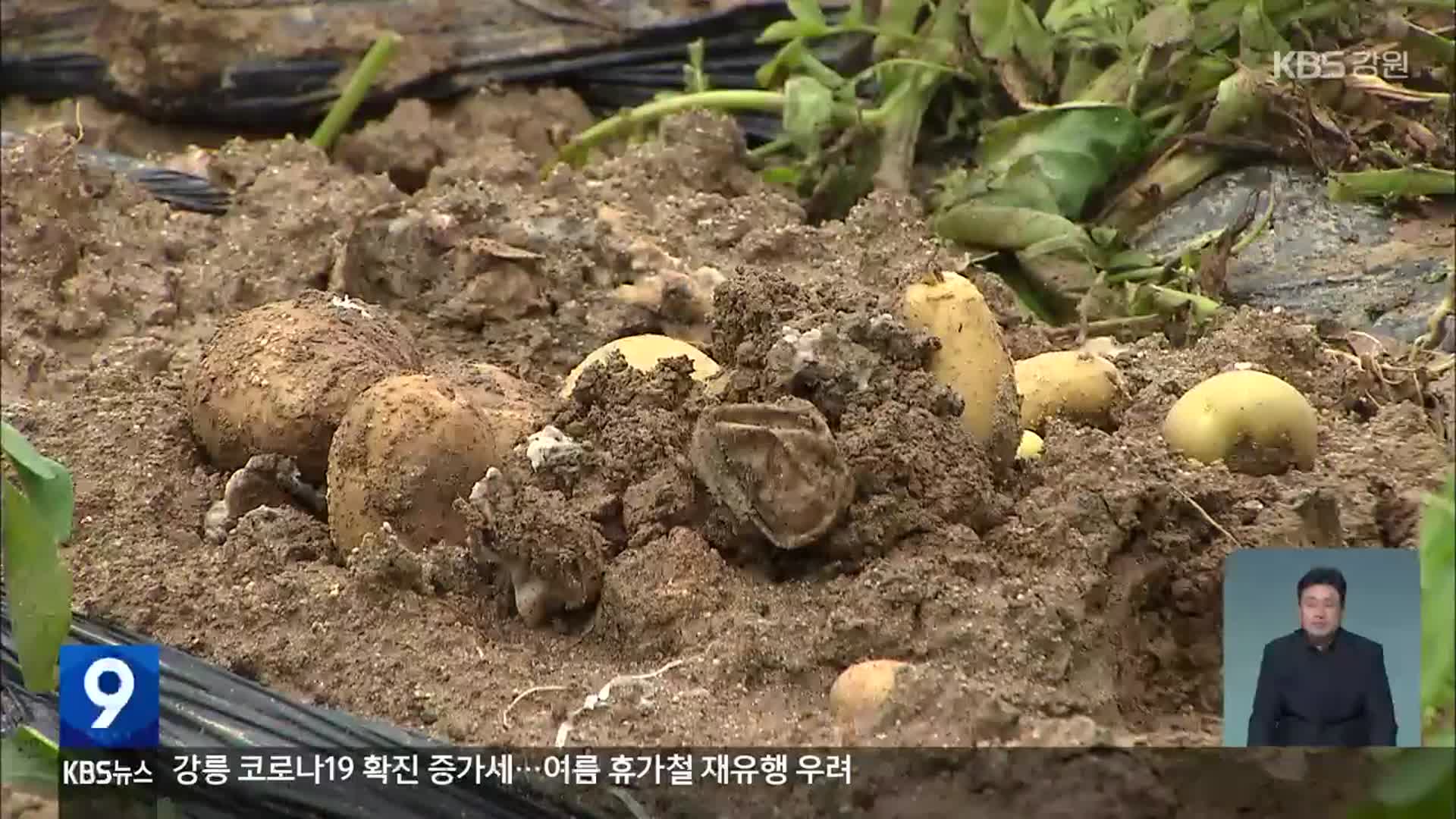 장마에 폭염까지…이상기후에 썩어버린 농작물