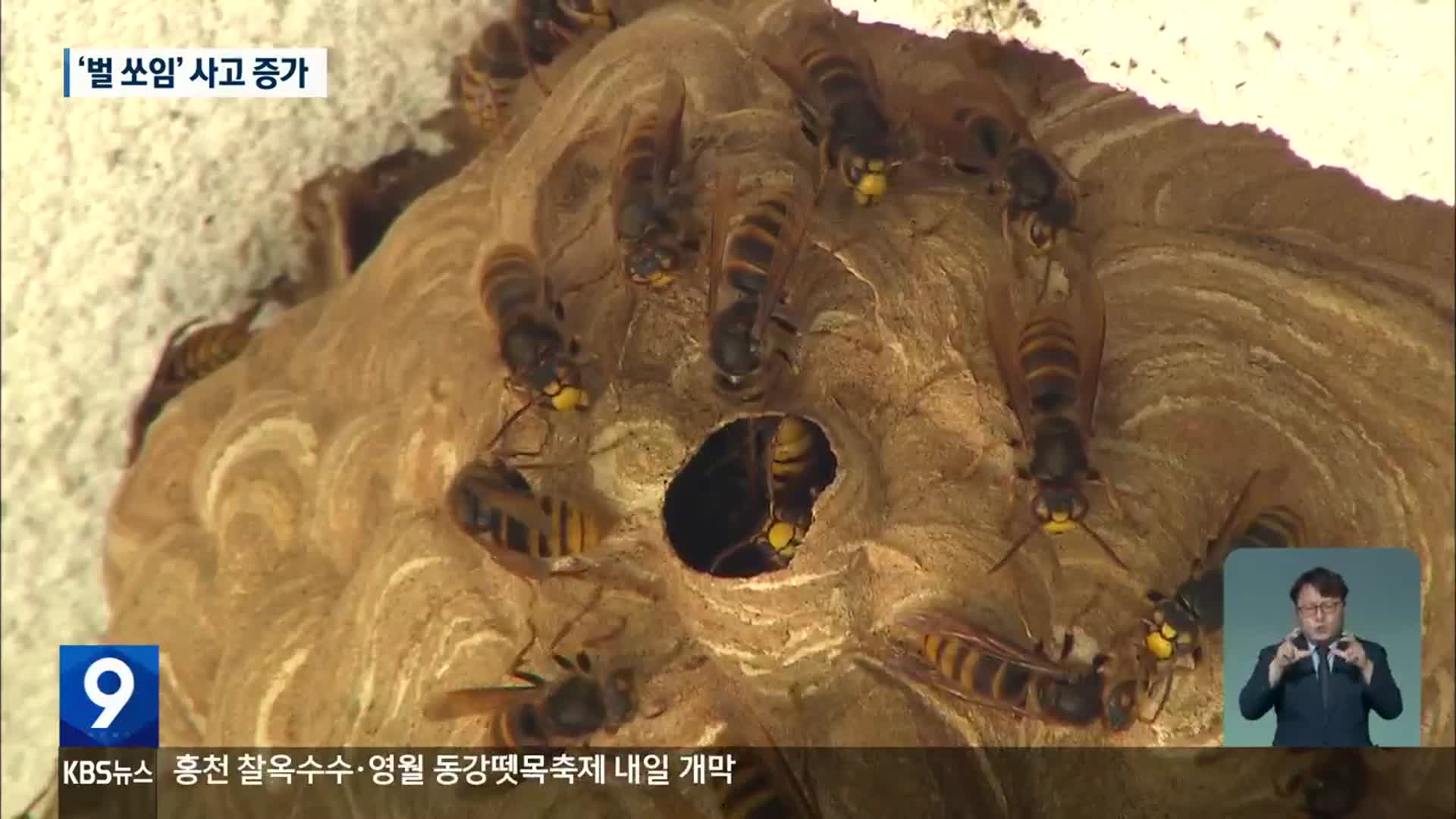 폭염에 벌 쏘임 사고 급증…‘말벌’ 각별히 조심해야