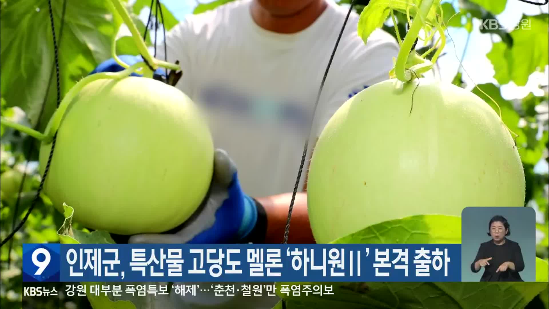 인제군, 특산물 고당도 멜론 ‘하니원Ⅱ’ 본격 출하