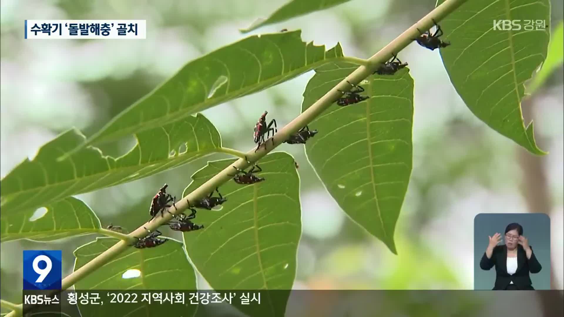 돌발해충 ‘극성’…수확기 농촌 골칫거리