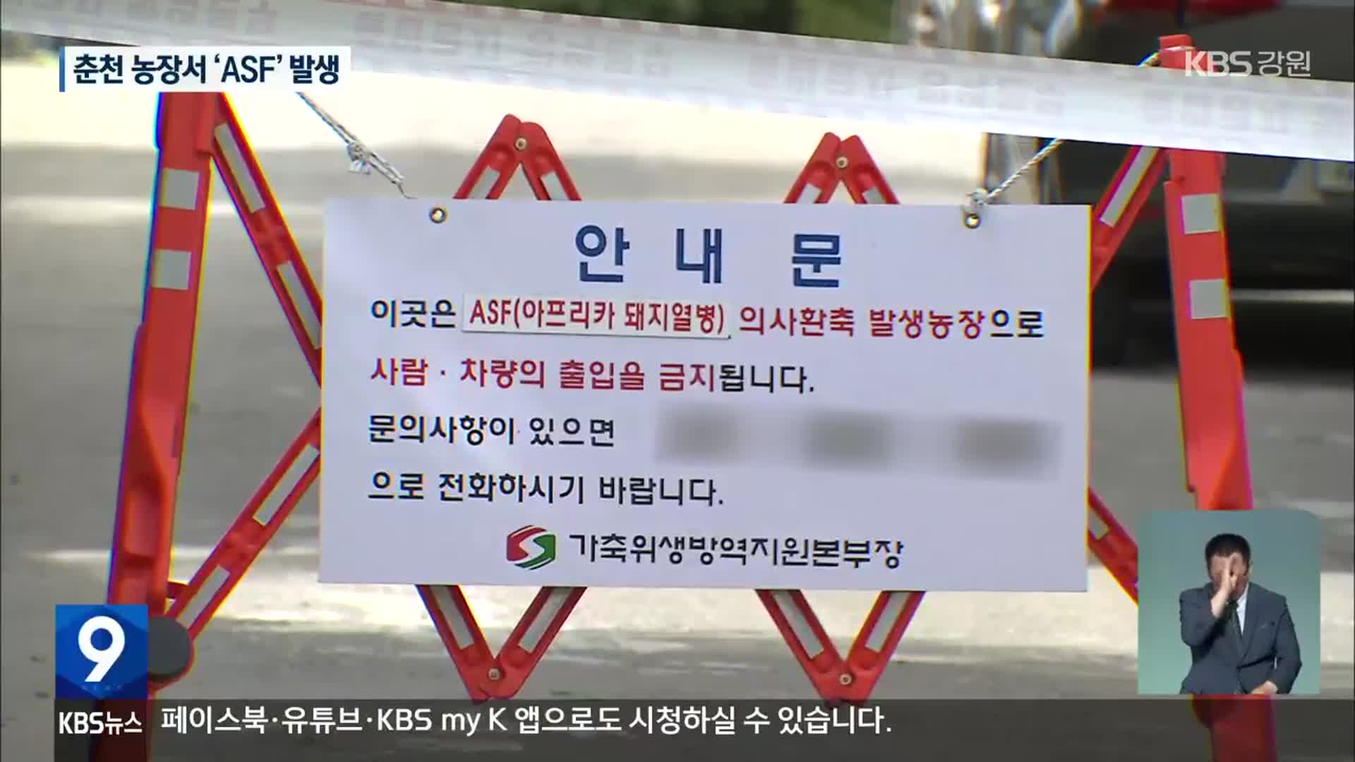 춘천서 아프리카 돼지열병…양구 이후 한 달만에