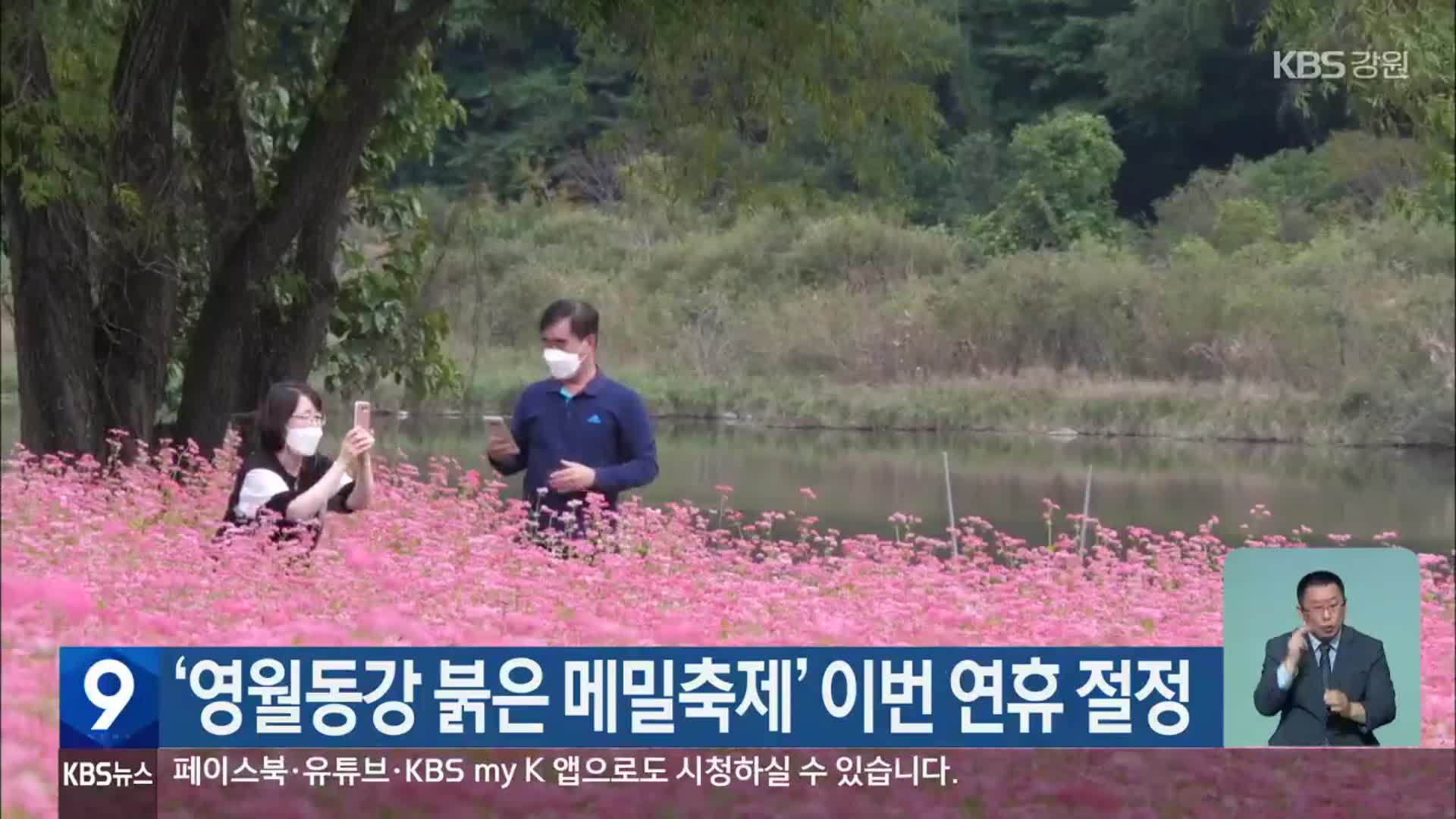 ‘영월동강 붉은 메밀축제’ 이번 연휴 절정